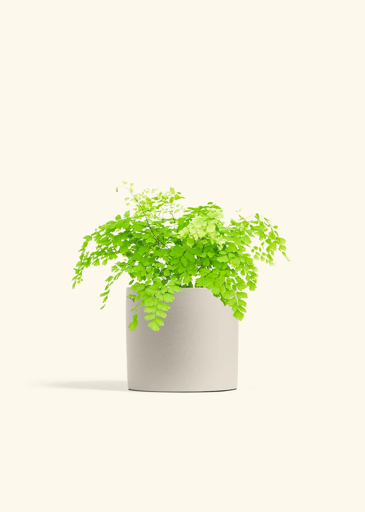 Maidenhair Fern, Medium - Image 4