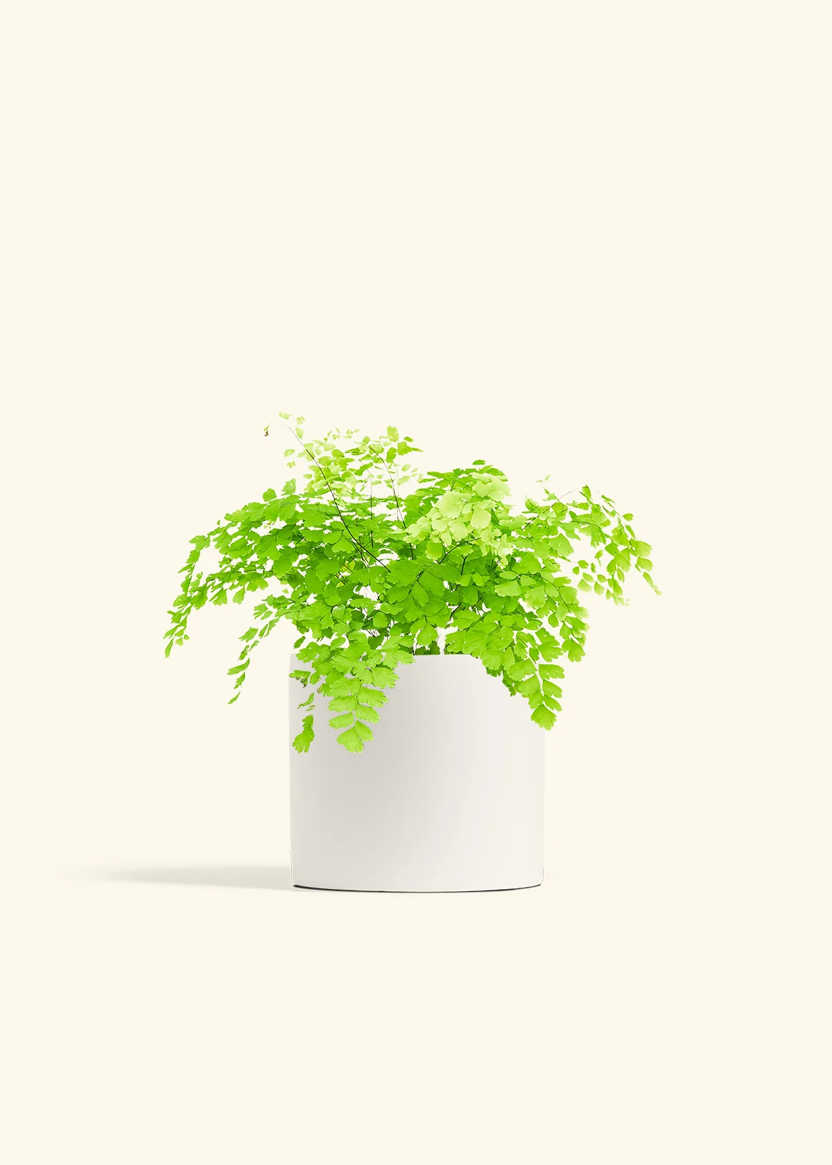 Maidenhair Fern, Medium - Image 5