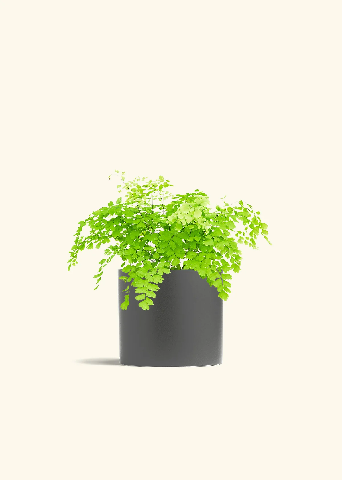 Maidenhair Fern, Medium - Image 6