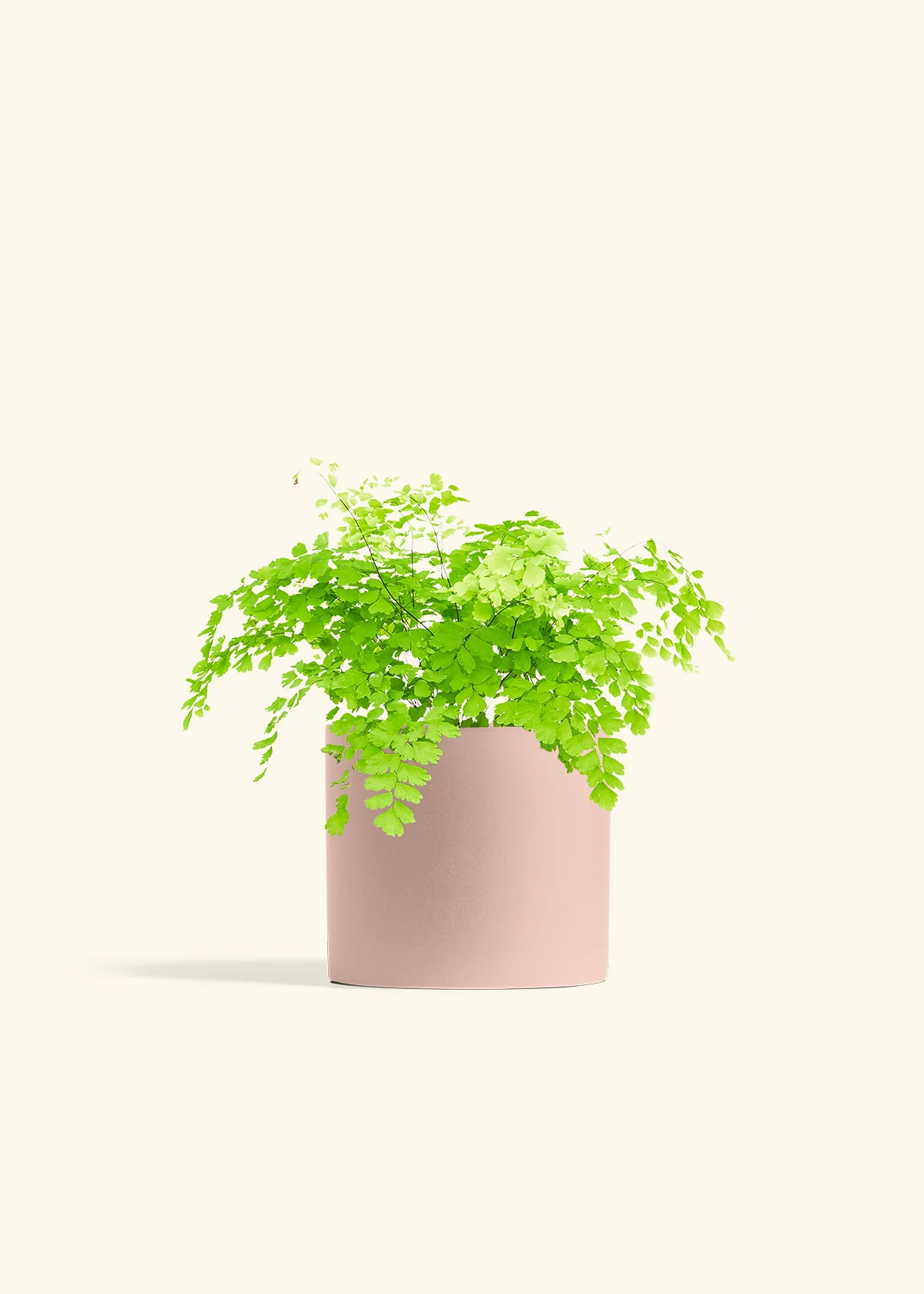 Maidenhair Fern, Medium - Image 7