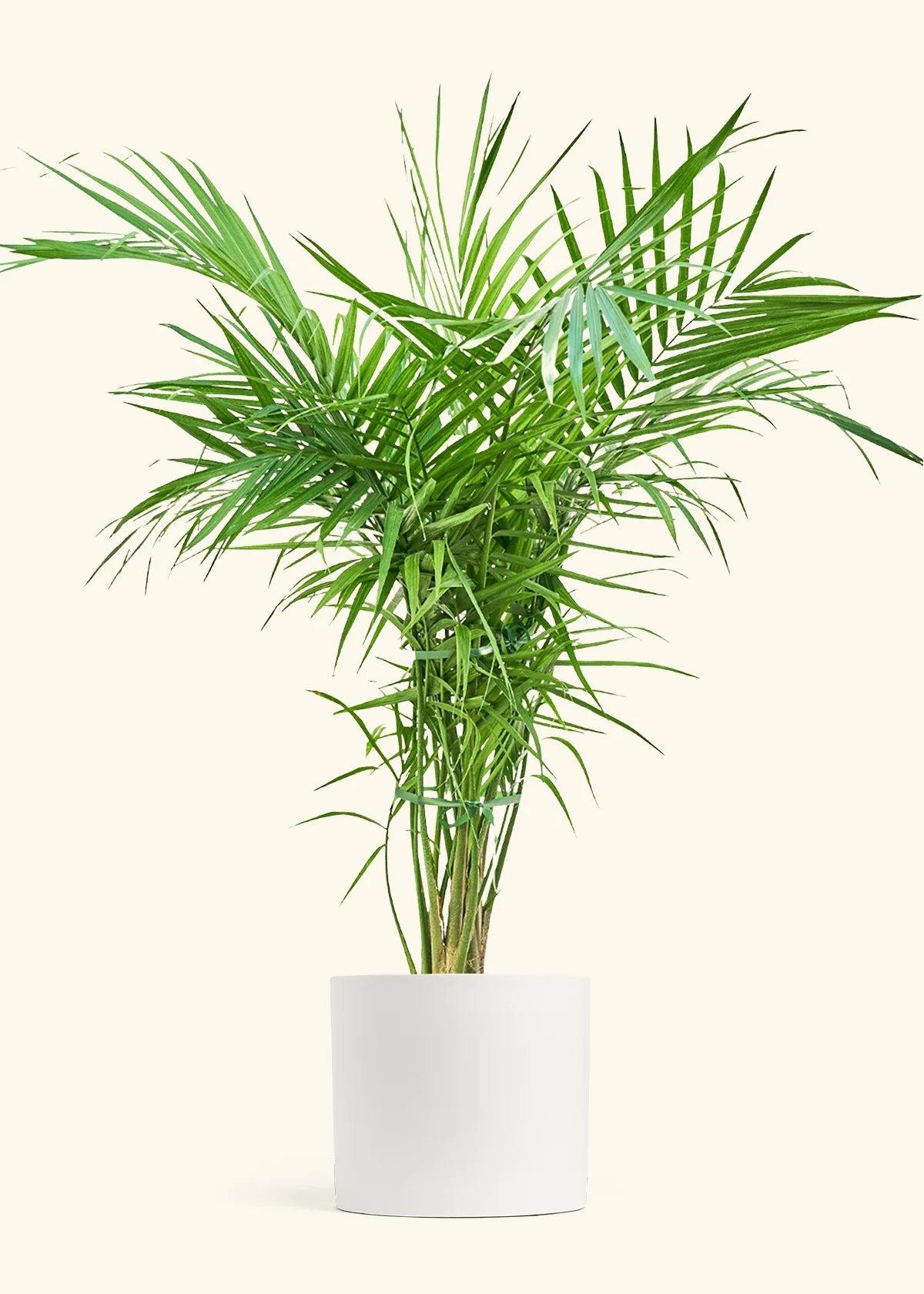 Majesty Palm, XL - Image 3