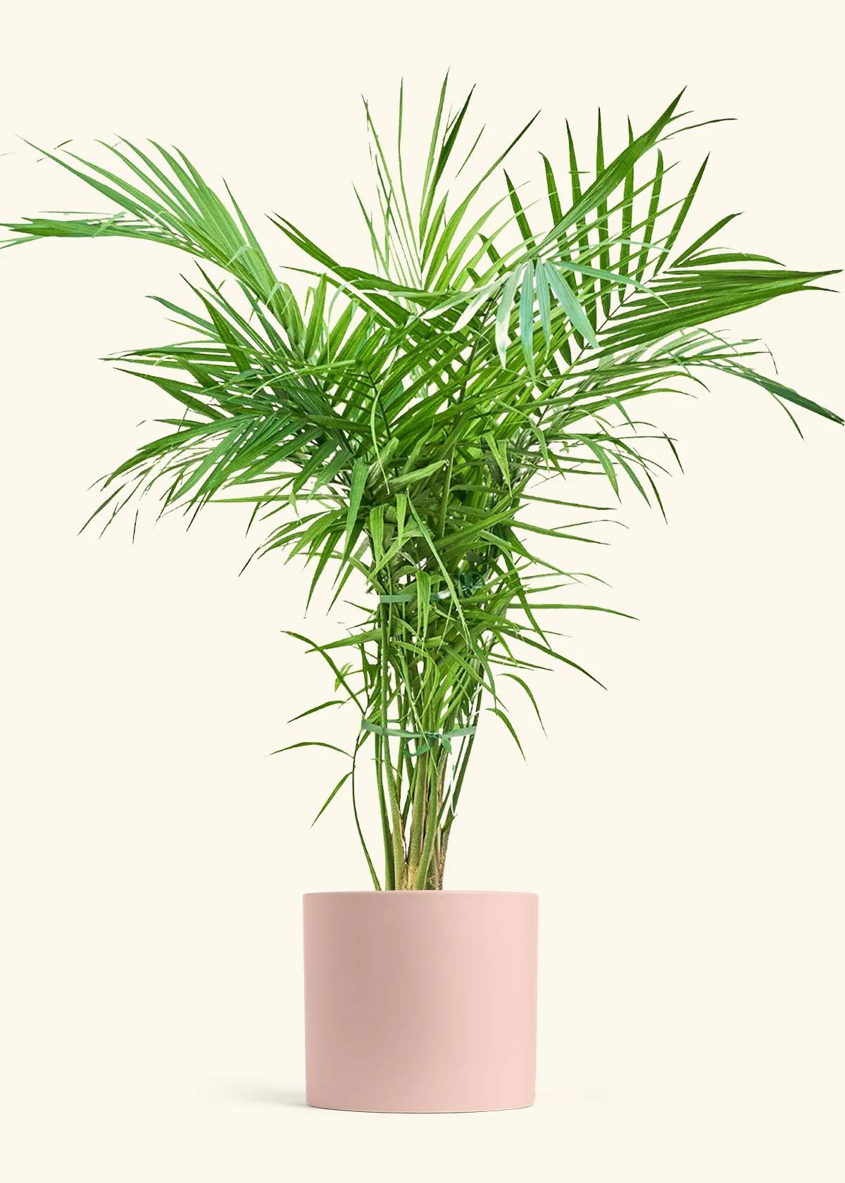 Majesty Palm, XL - Image 4