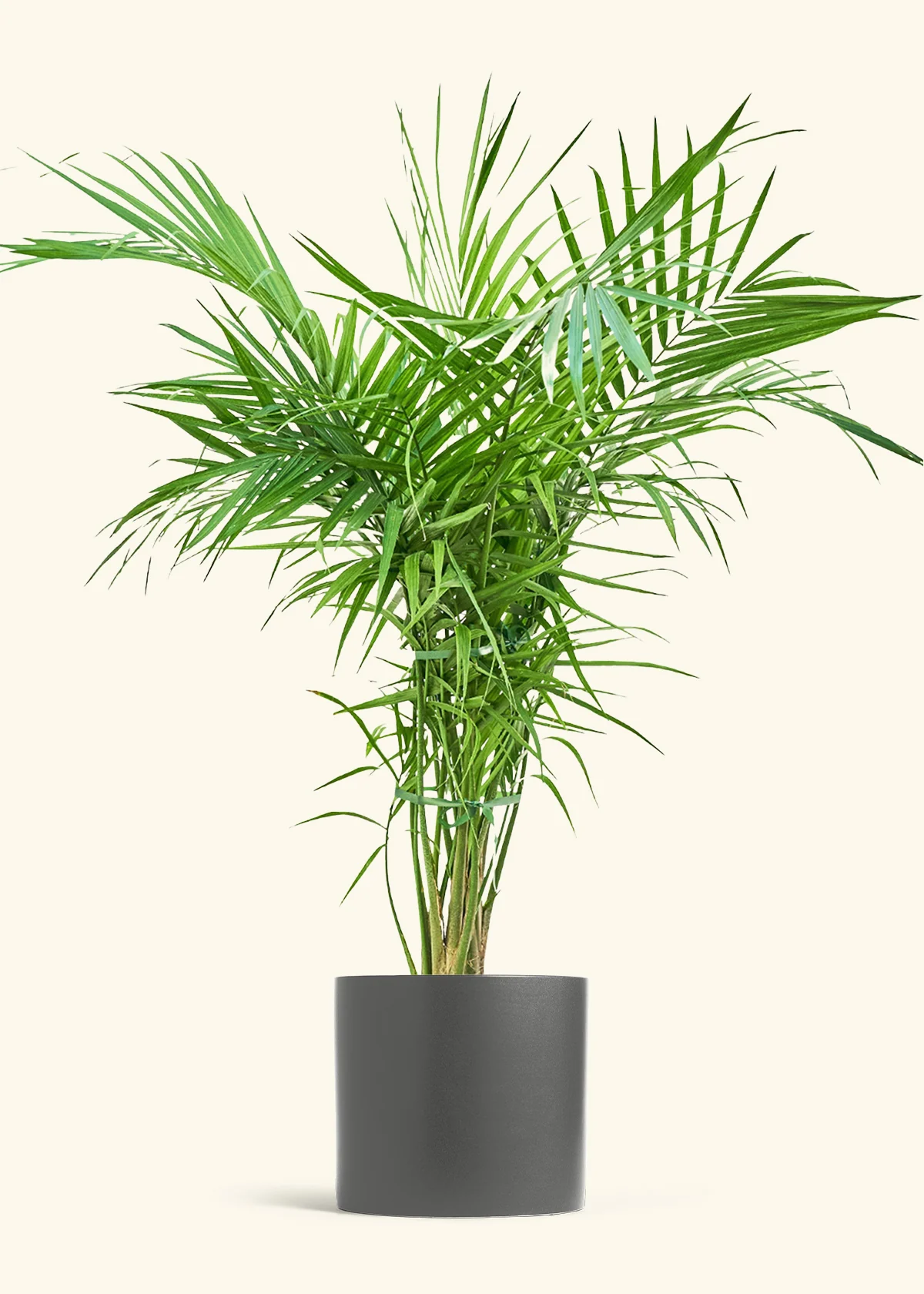 Majesty Palm, XL - Image 5