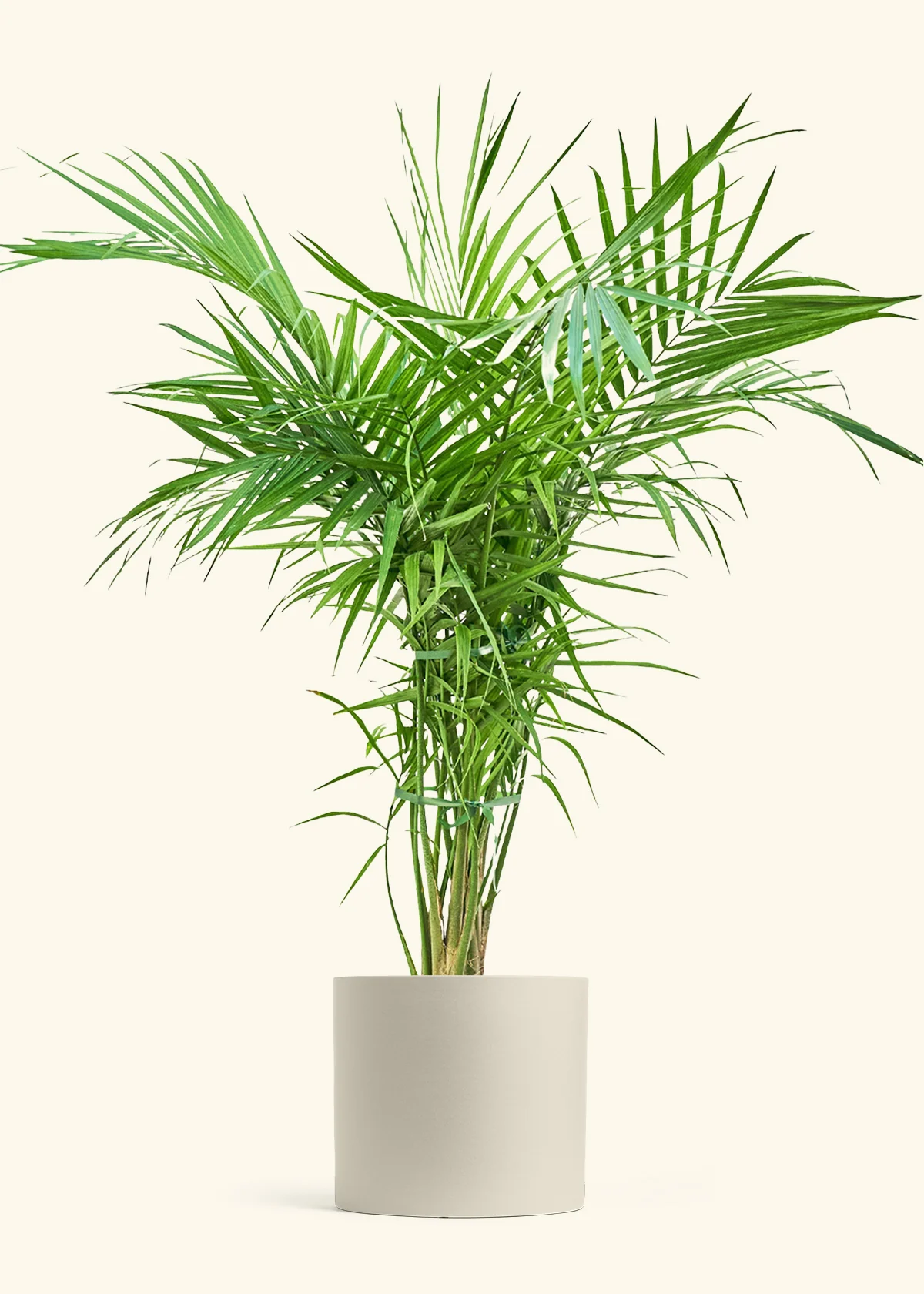 Majesty Palm, XL - Image 6