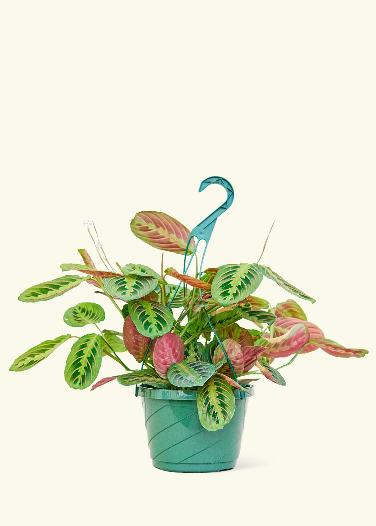 Red Prayer Plant, Large