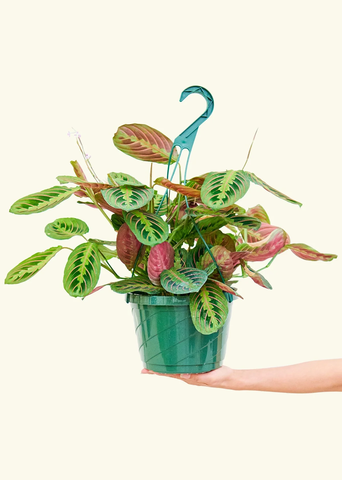 Red Prayer Plant, Large - Image 2
