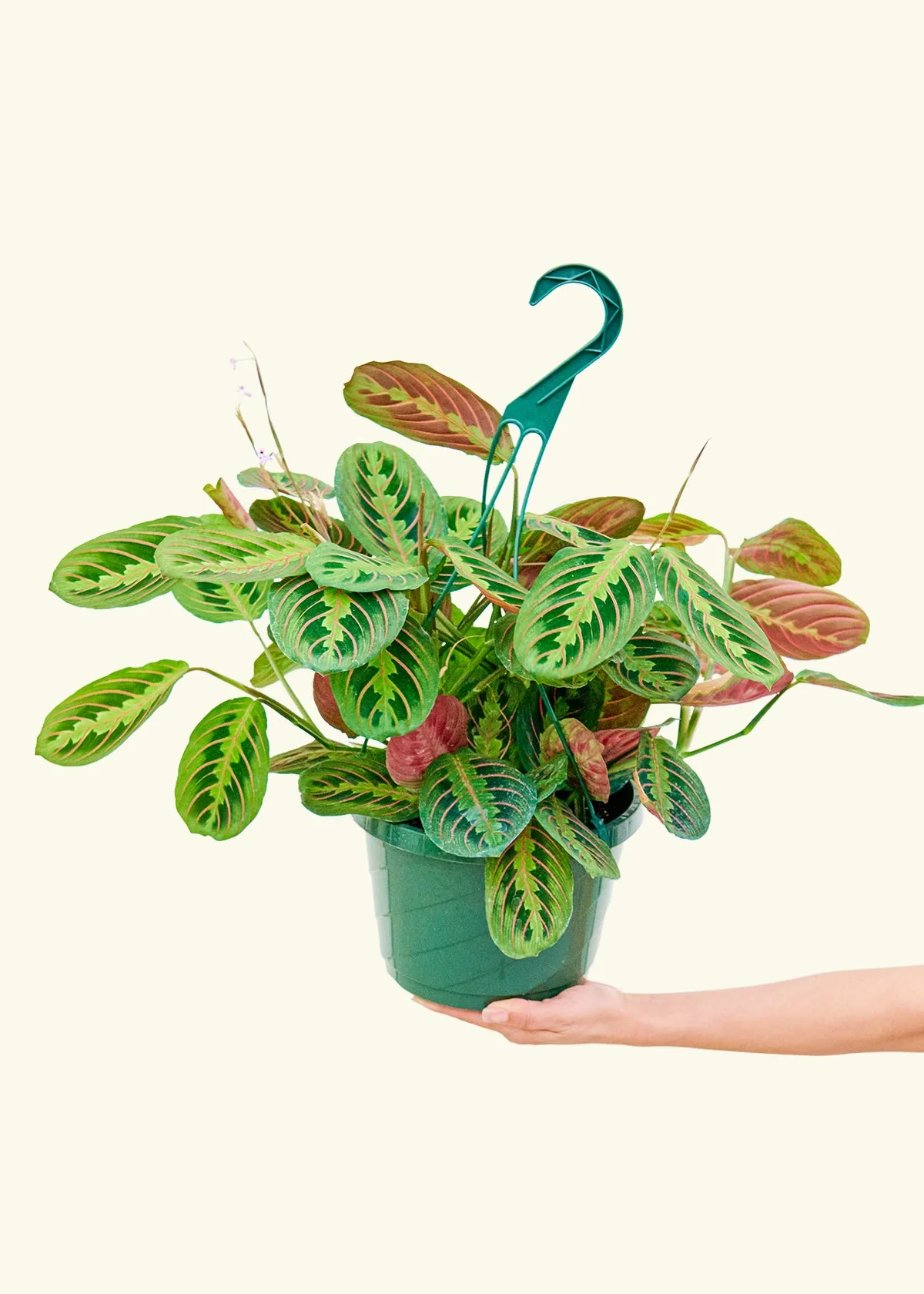 Red Prayer Plant, Large - Image 3