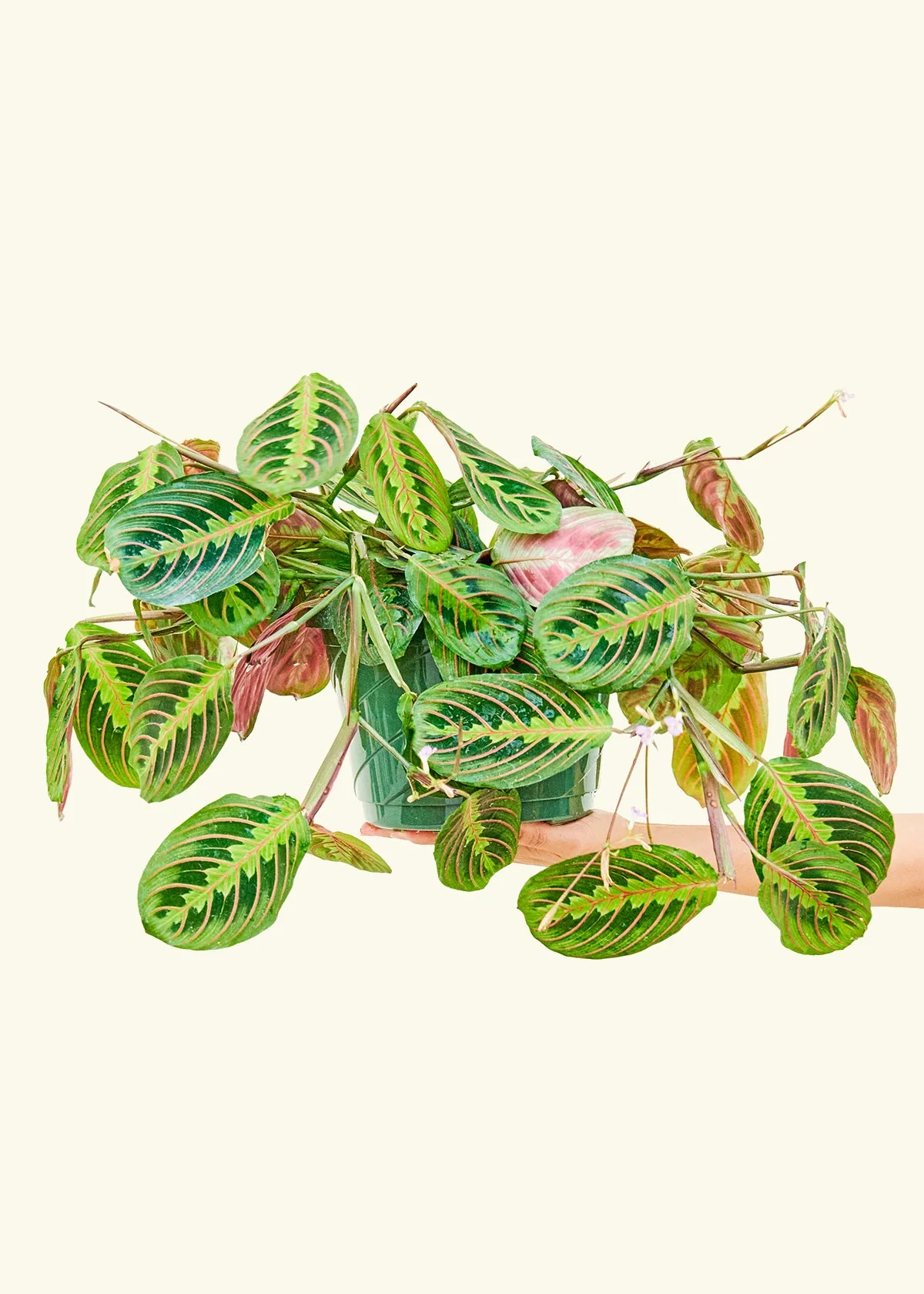 Red Prayer Plant, Large - Image 4