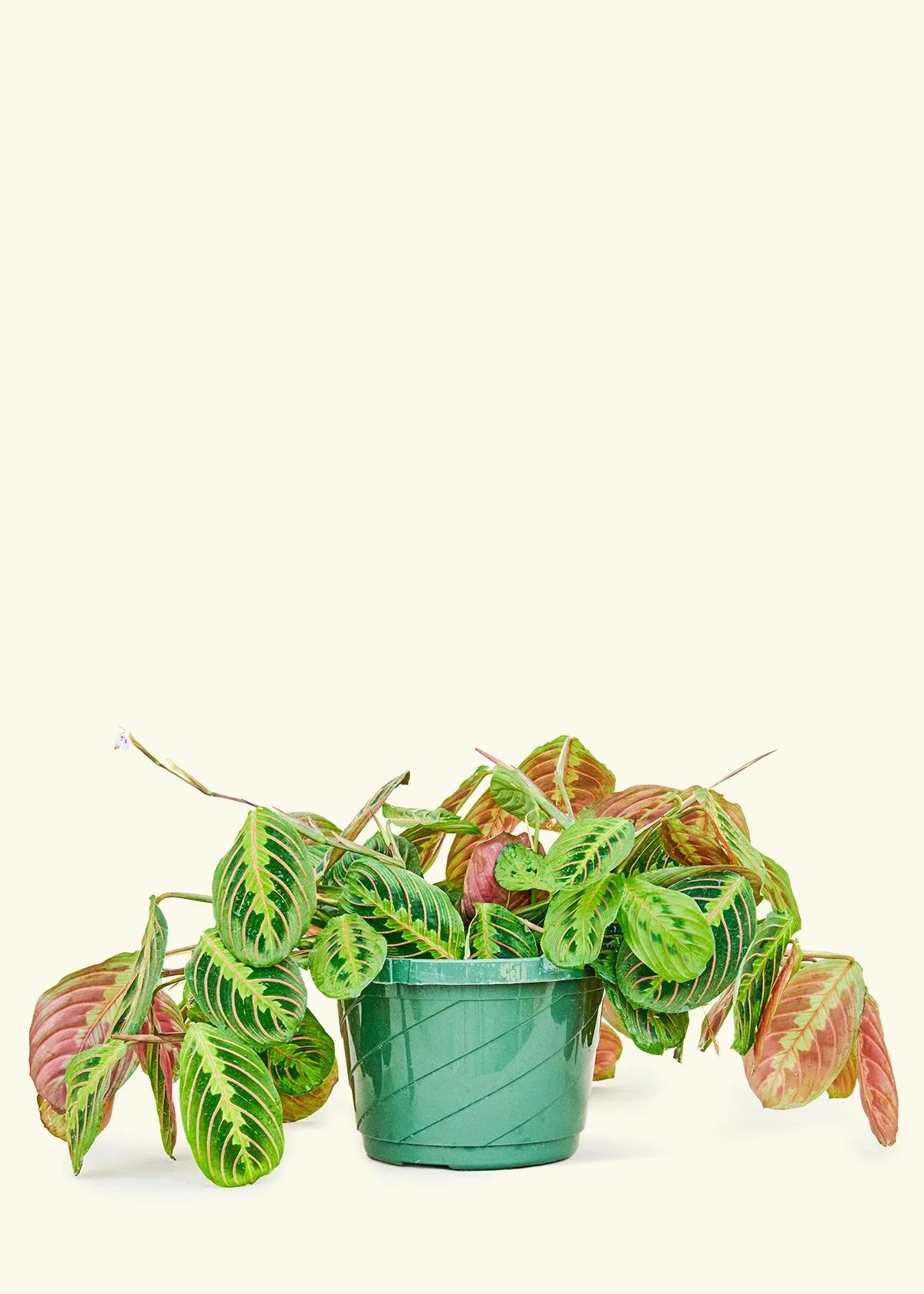 Red Prayer Plant, Large - Image 5
