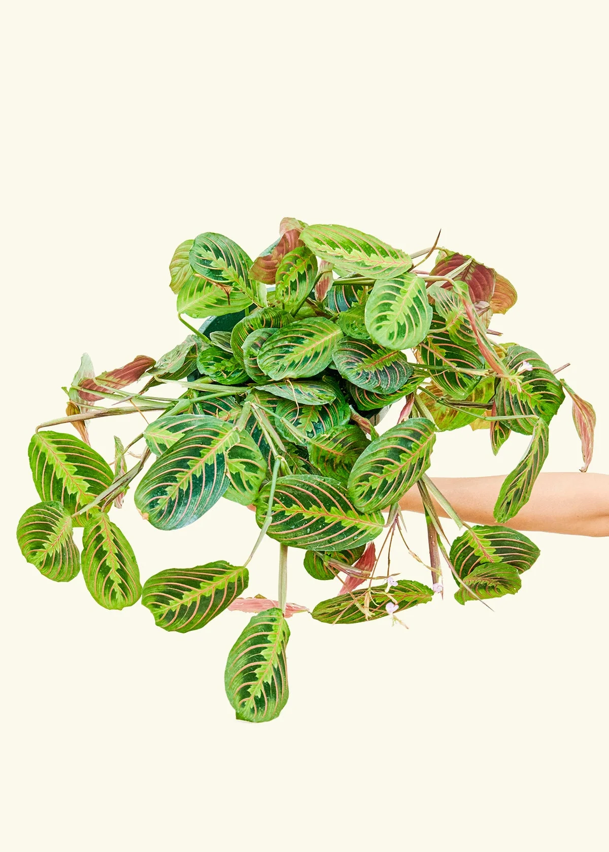 Red Prayer Plant, Large - Image 6