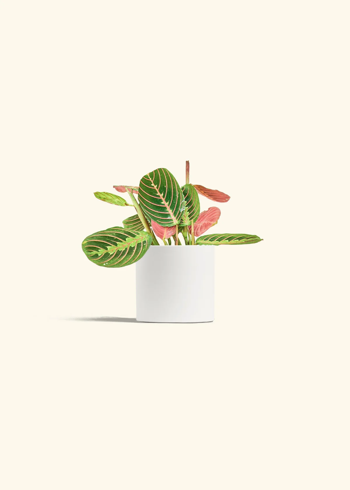 Red Prayer Plant, Small - Image 3