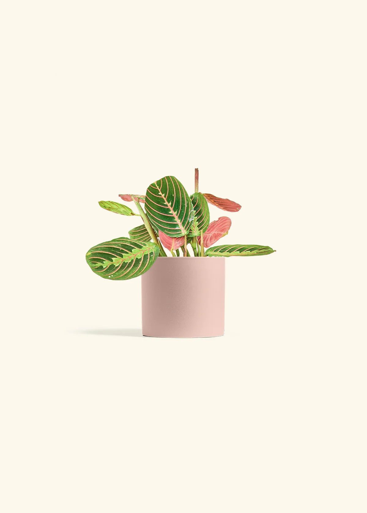 Red Prayer Plant, Small - Image 4