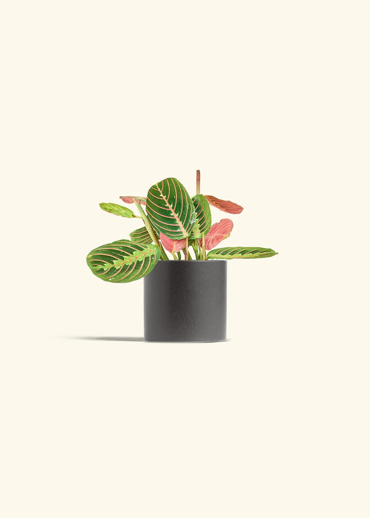 Red Prayer Plant, Small - Image 5
