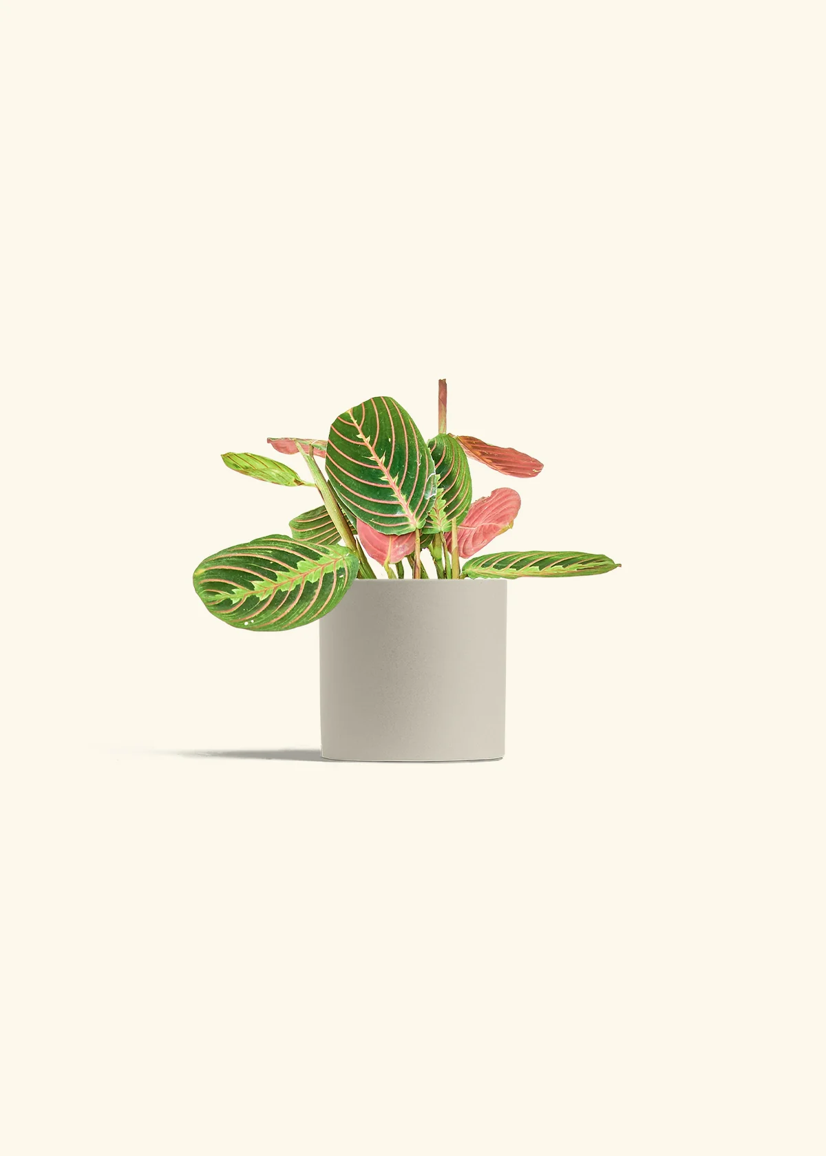Red Prayer Plant, Small - Image 6