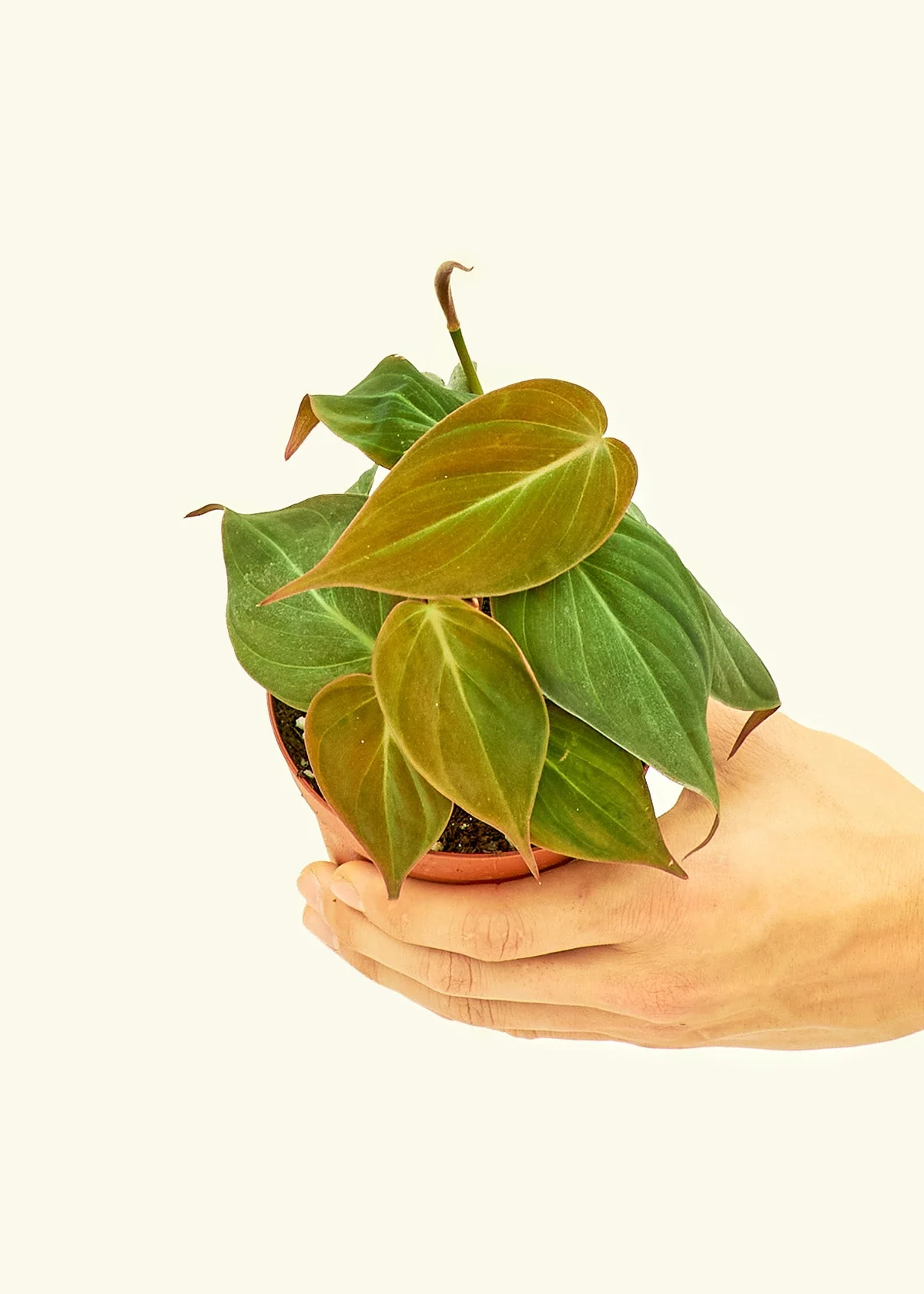 Velvet Leaf Philodendron, Small - Image 3