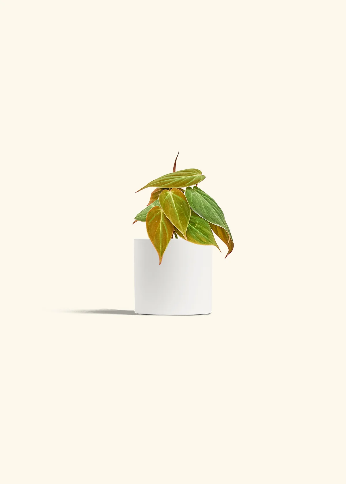 Velvet Leaf Philodendron, Small - Image 4