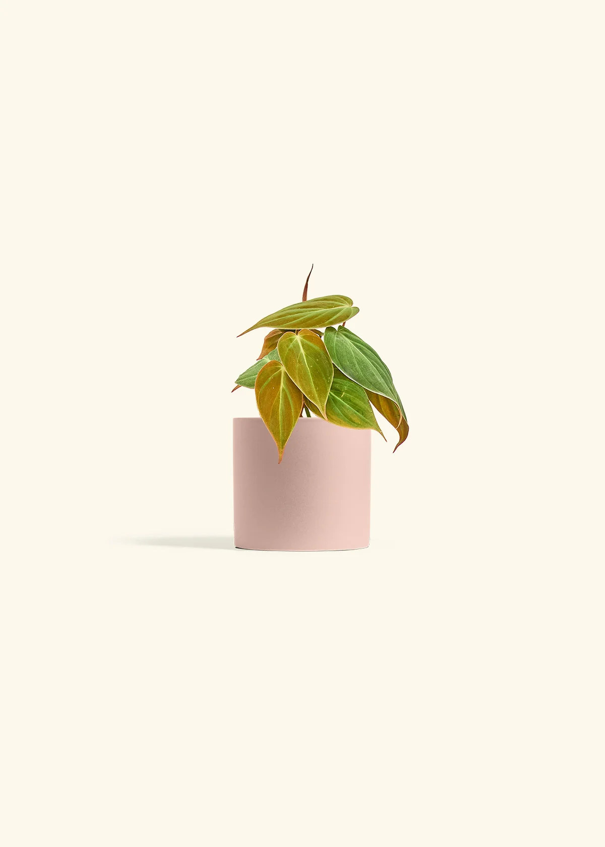 Velvet Leaf Philodendron, Small - Image 5