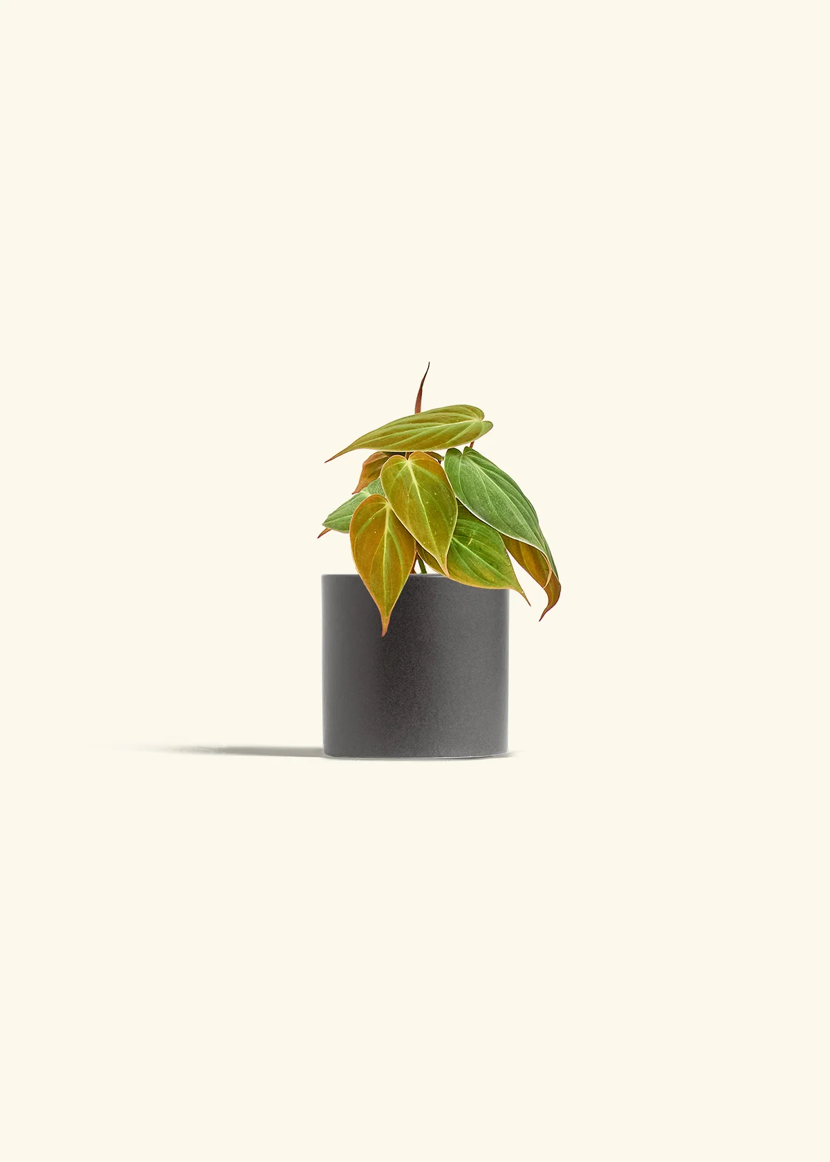 Velvet Leaf Philodendron, Small - Image 6
