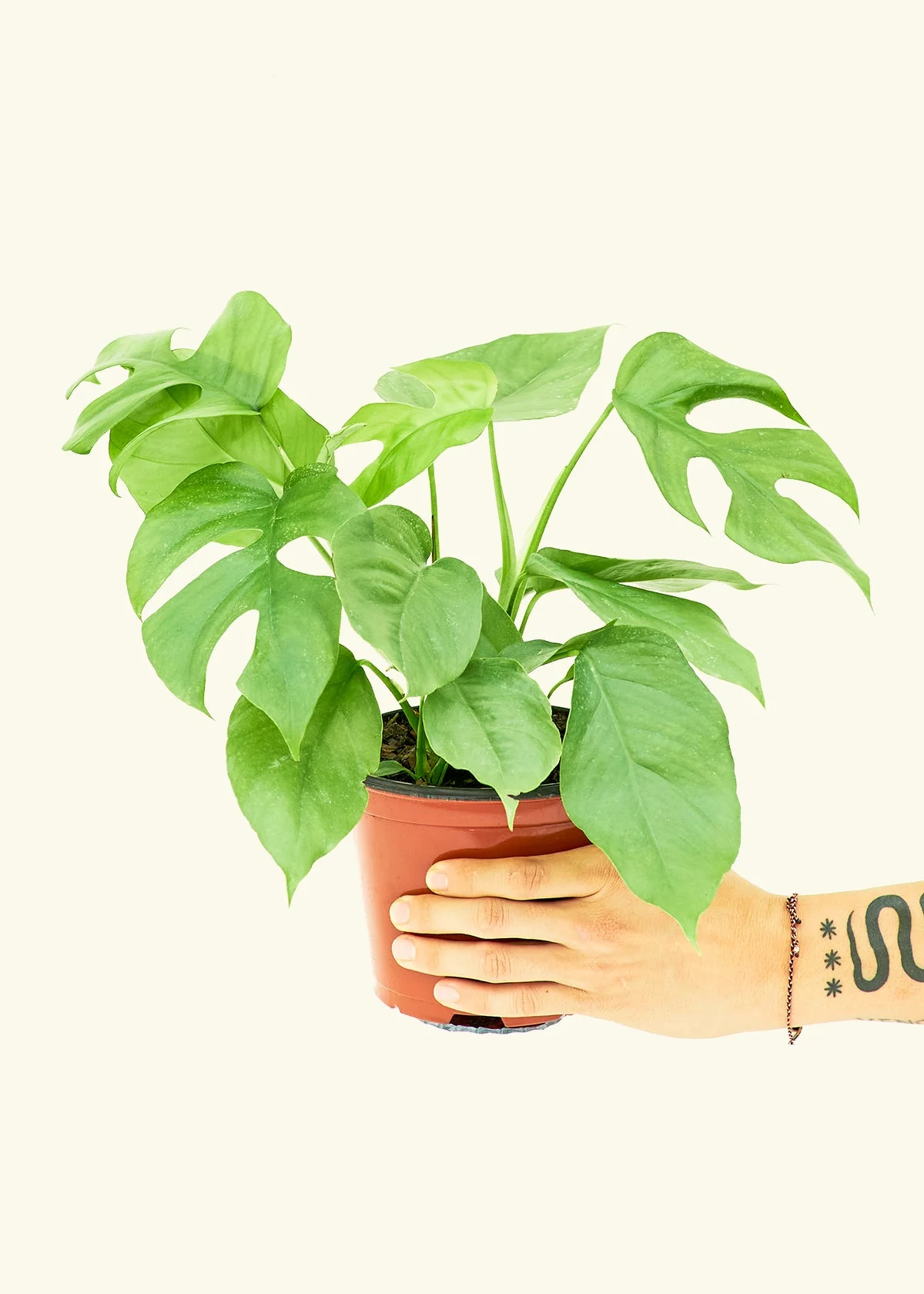 Mini Monstera, Medium - Image 2