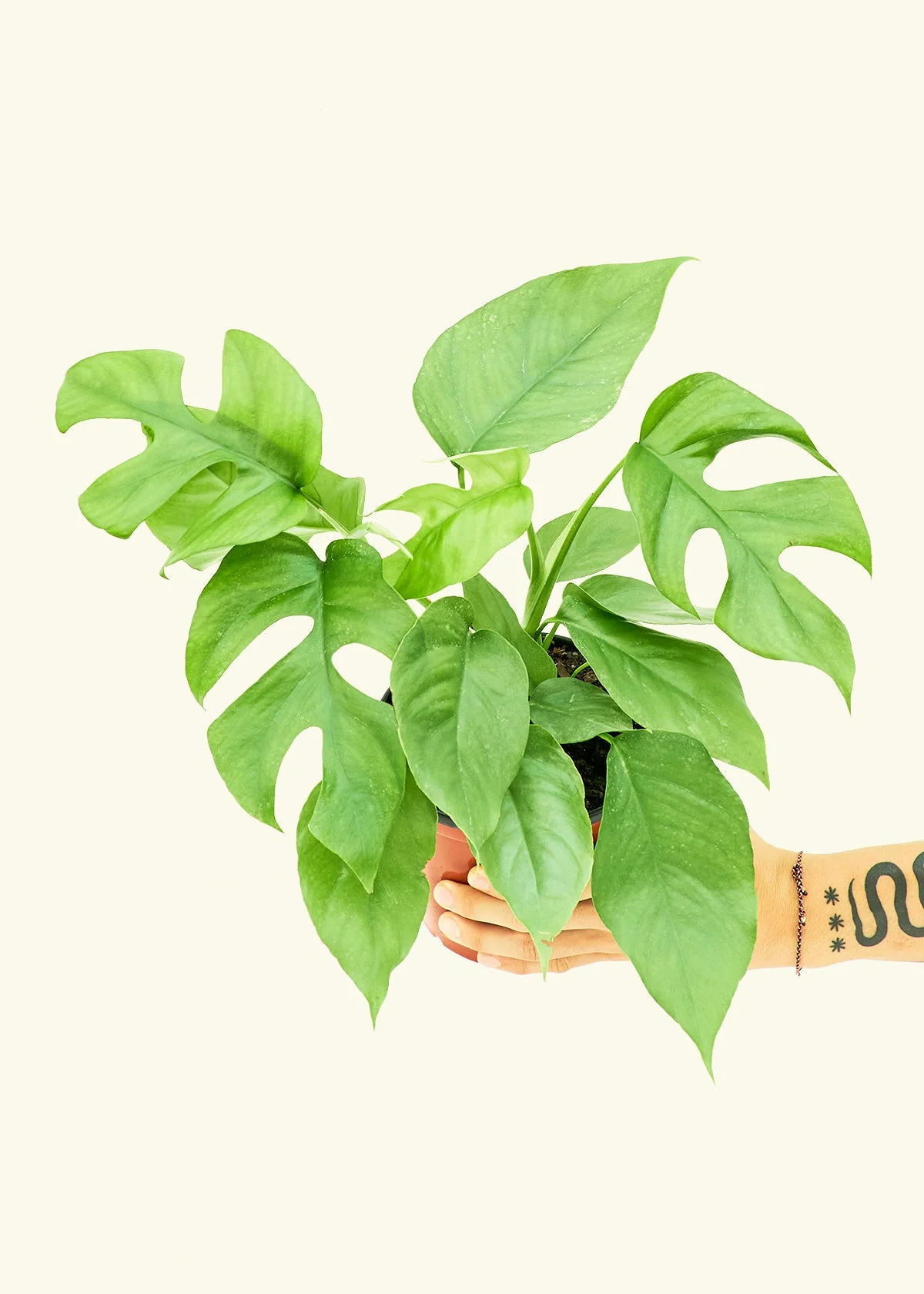 Mini Monstera, Medium - Image 3