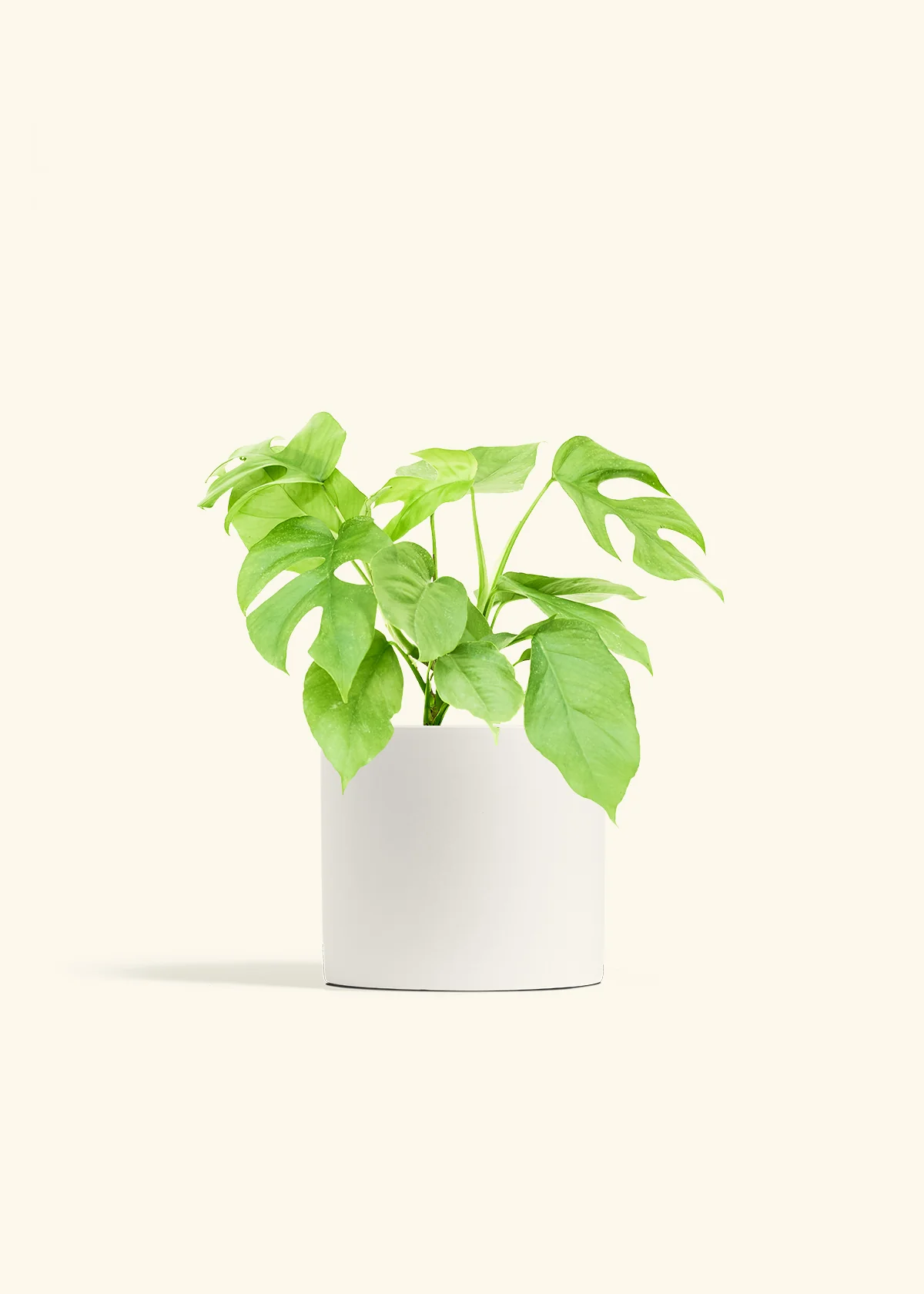 Mini Monstera, Medium - Image 4