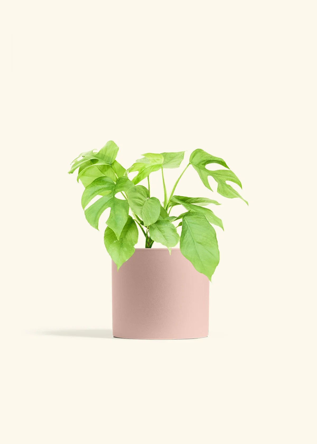 Mini Monstera, Medium - Image 5