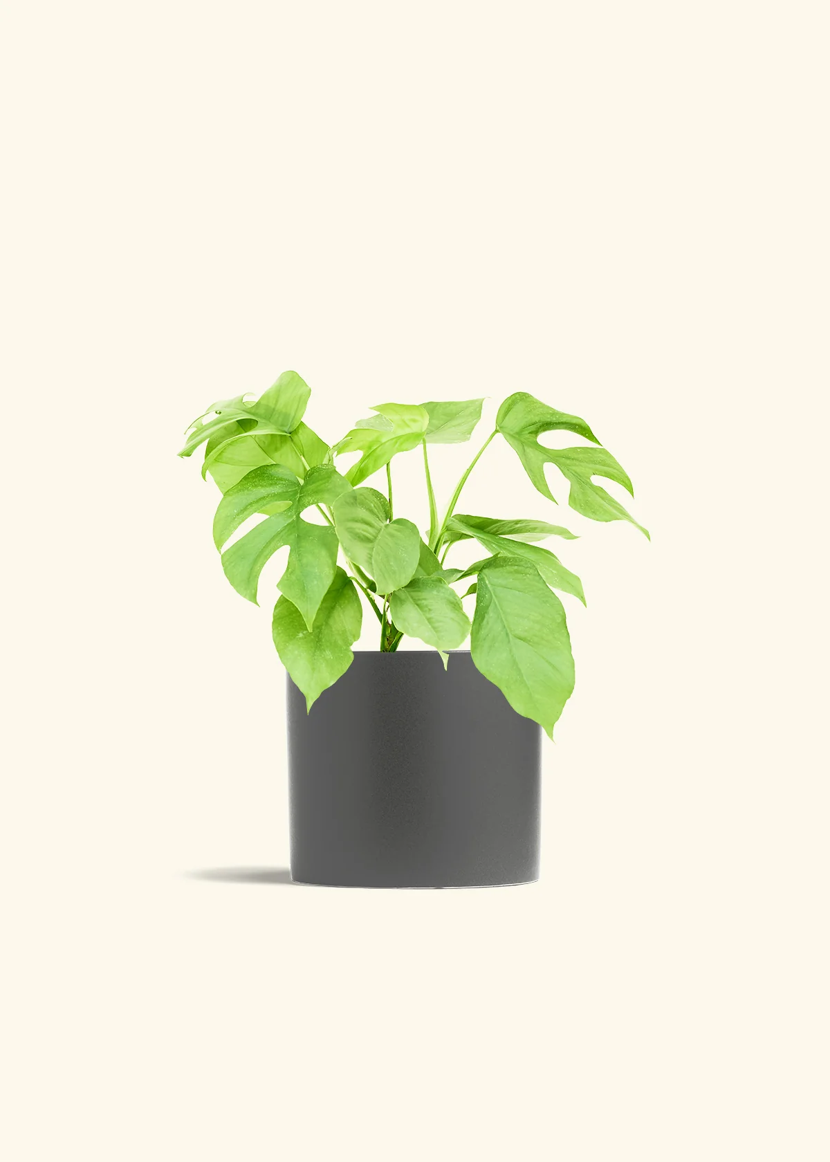 Mini Monstera, Medium - Image 6