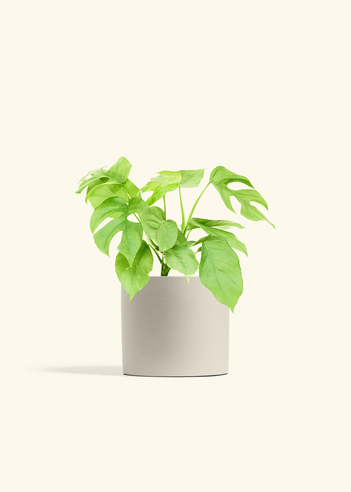 Mini Monstera, Medium - Image 7
