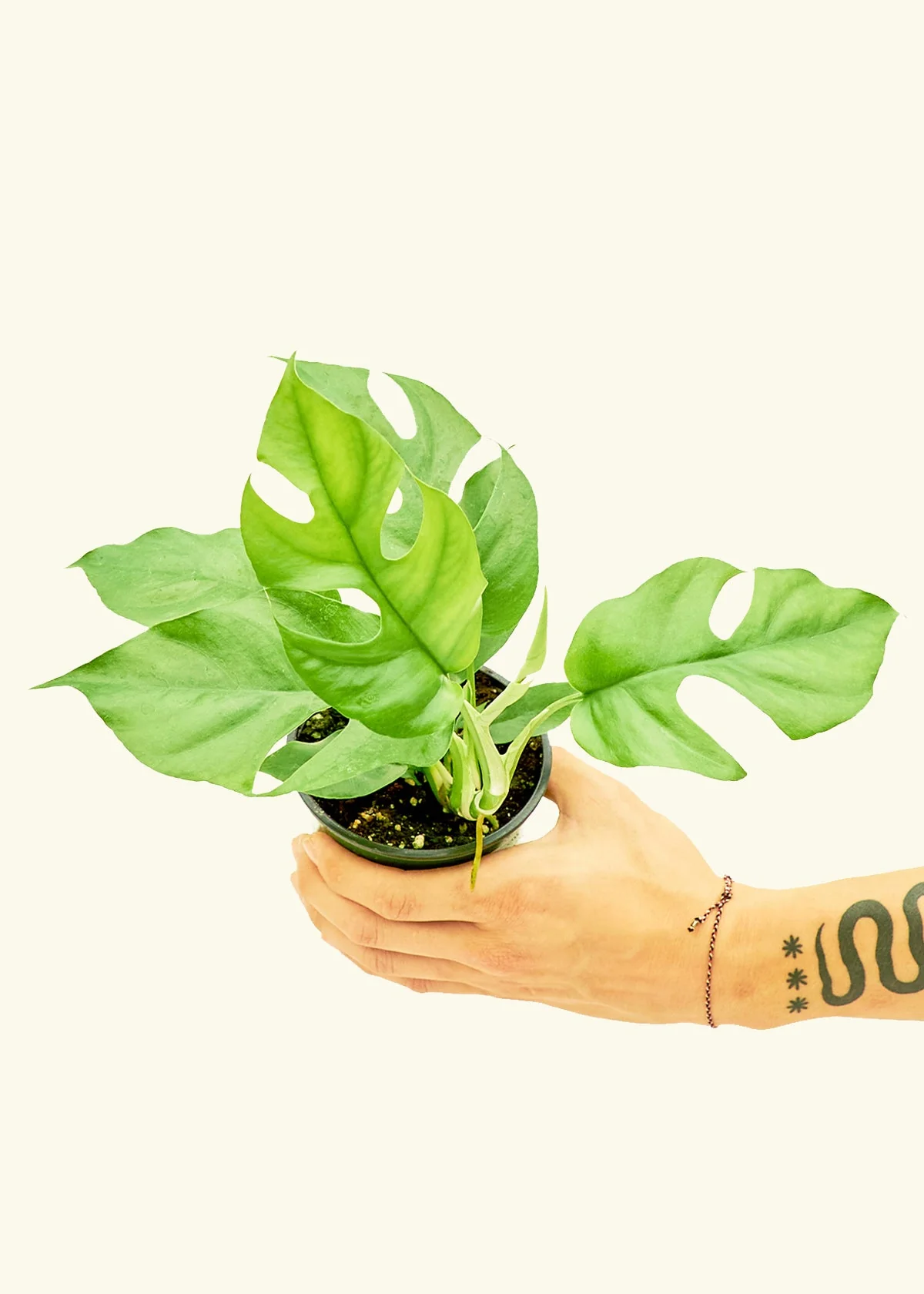 Mini Monstera, Small - Image 3