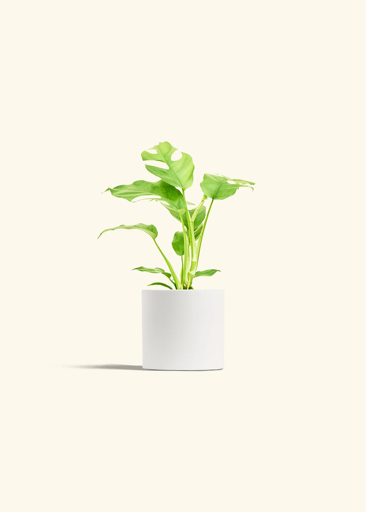 Mini Monstera, Small - Image 4