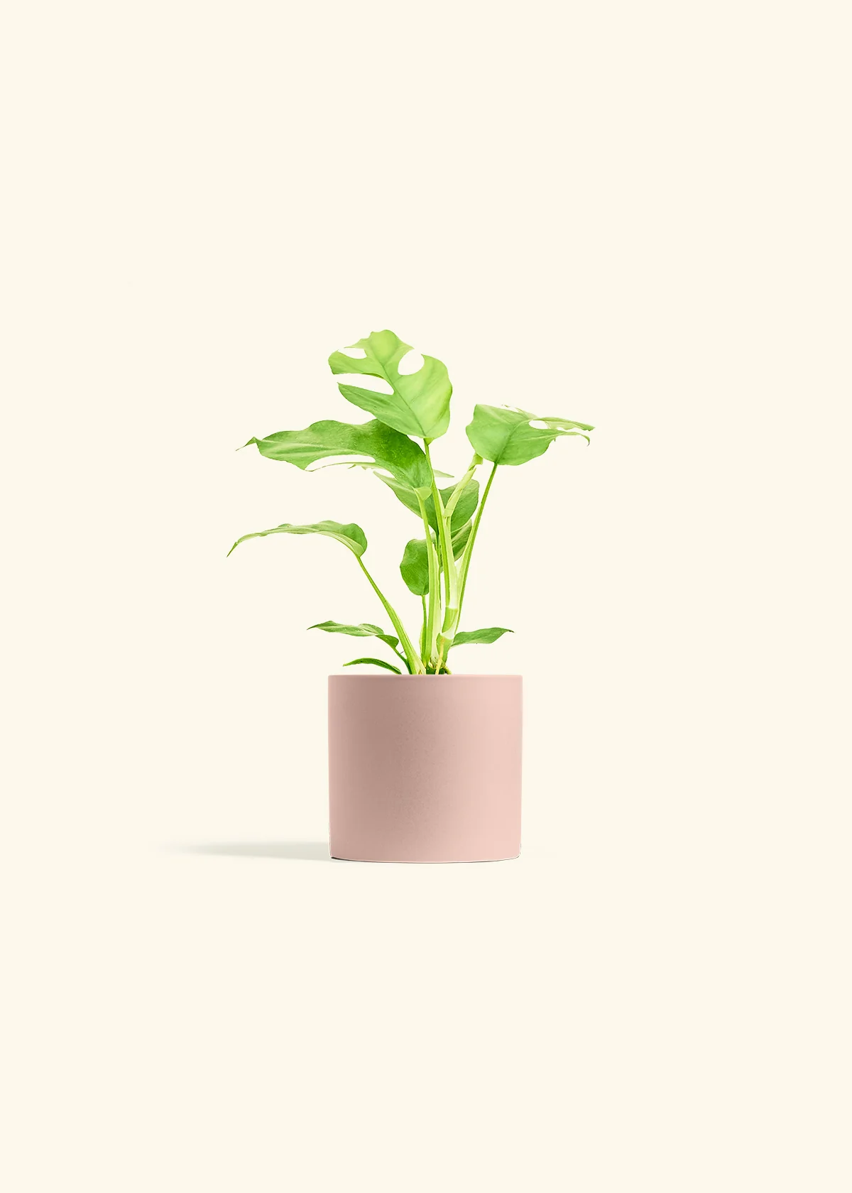 Mini Monstera, Small - Image 5