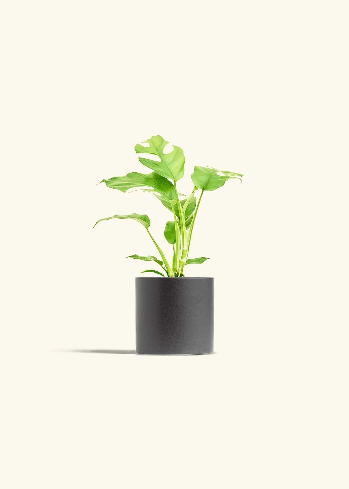 Mini Monstera, Small - Image 6