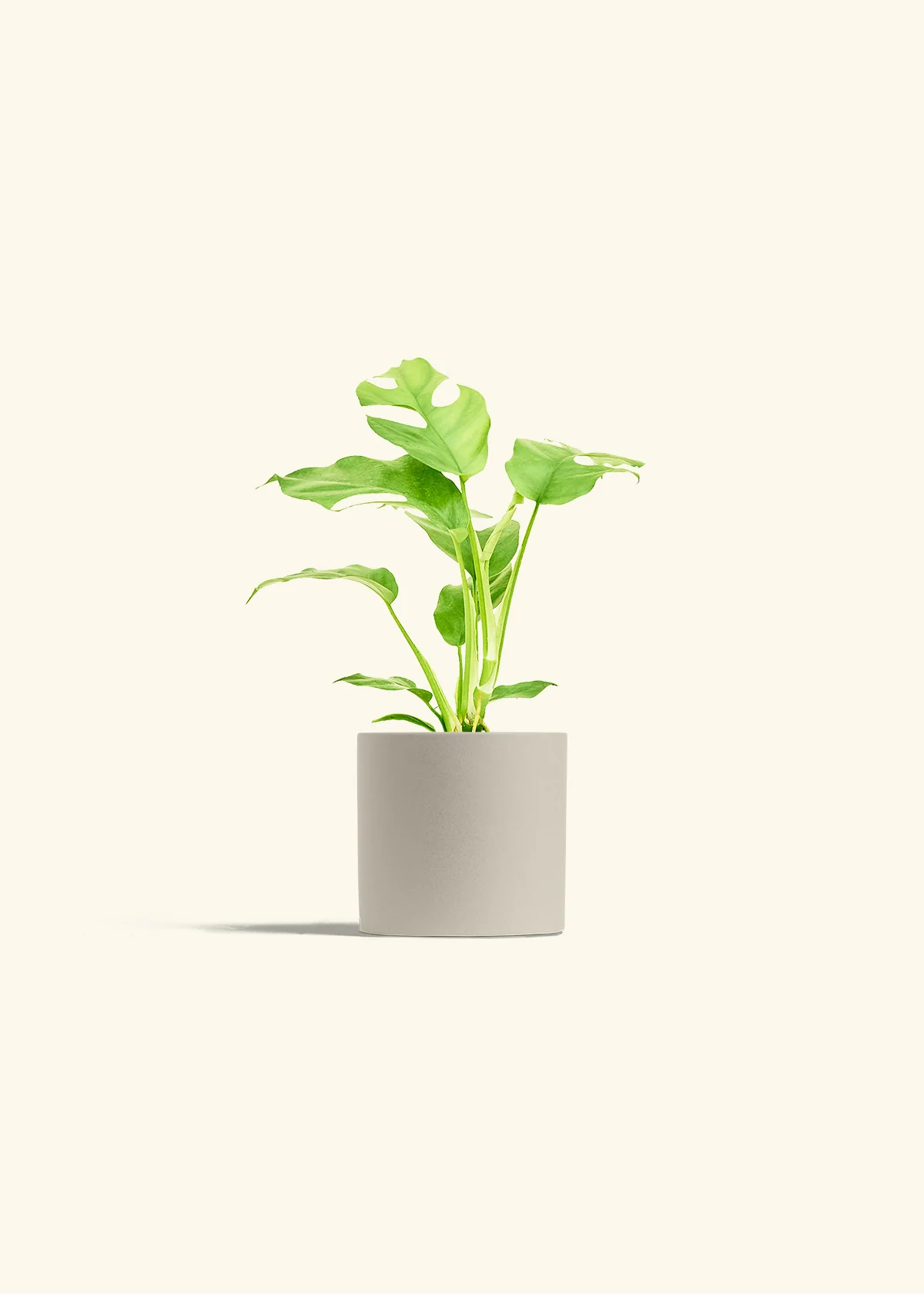 Mini Monstera, Small - Image 7