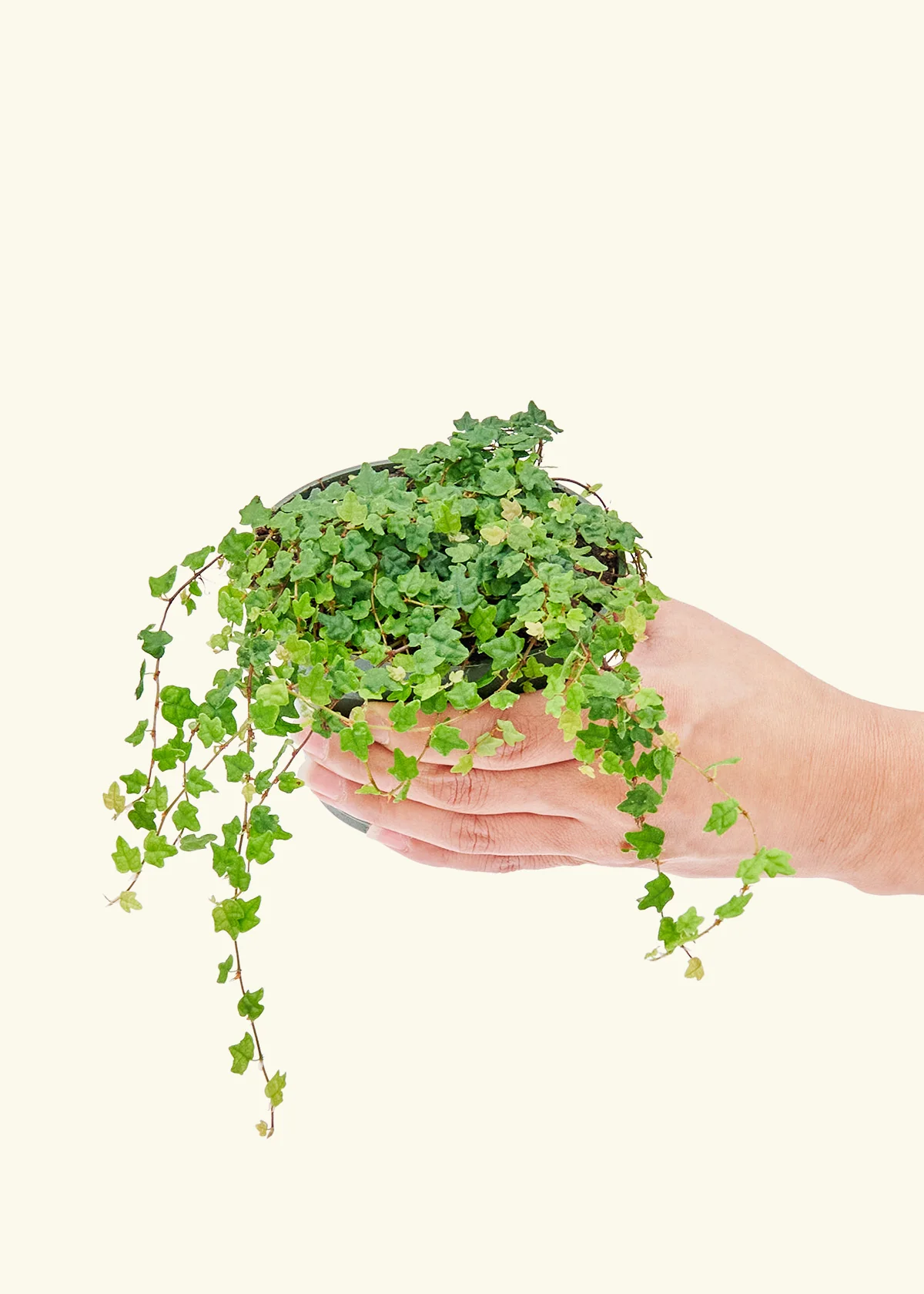 Mini Oakleaf Creeping Fig, Small - Image 3