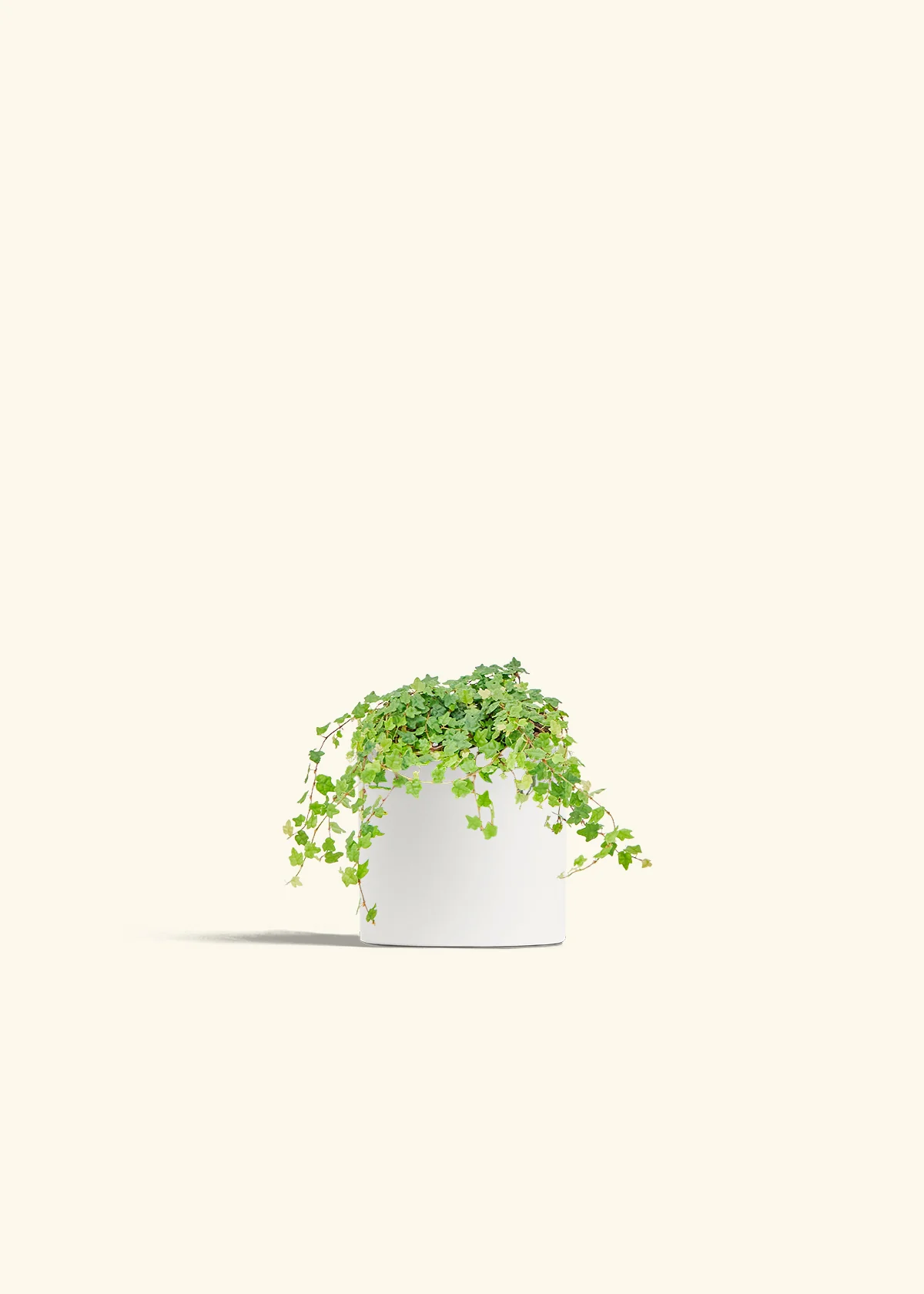 Mini Oakleaf Creeping Fig, Small - Image 4