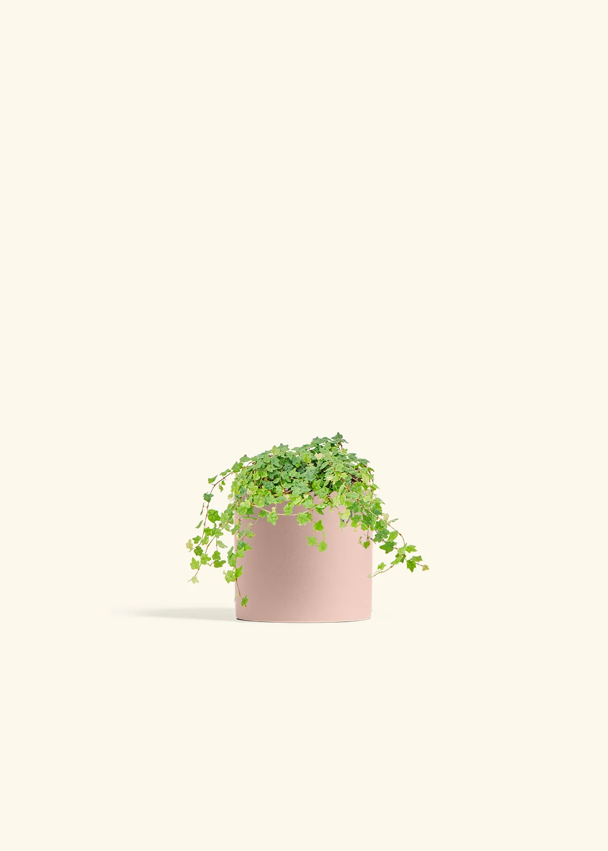 Mini Oakleaf Creeping Fig, Small - Image 5