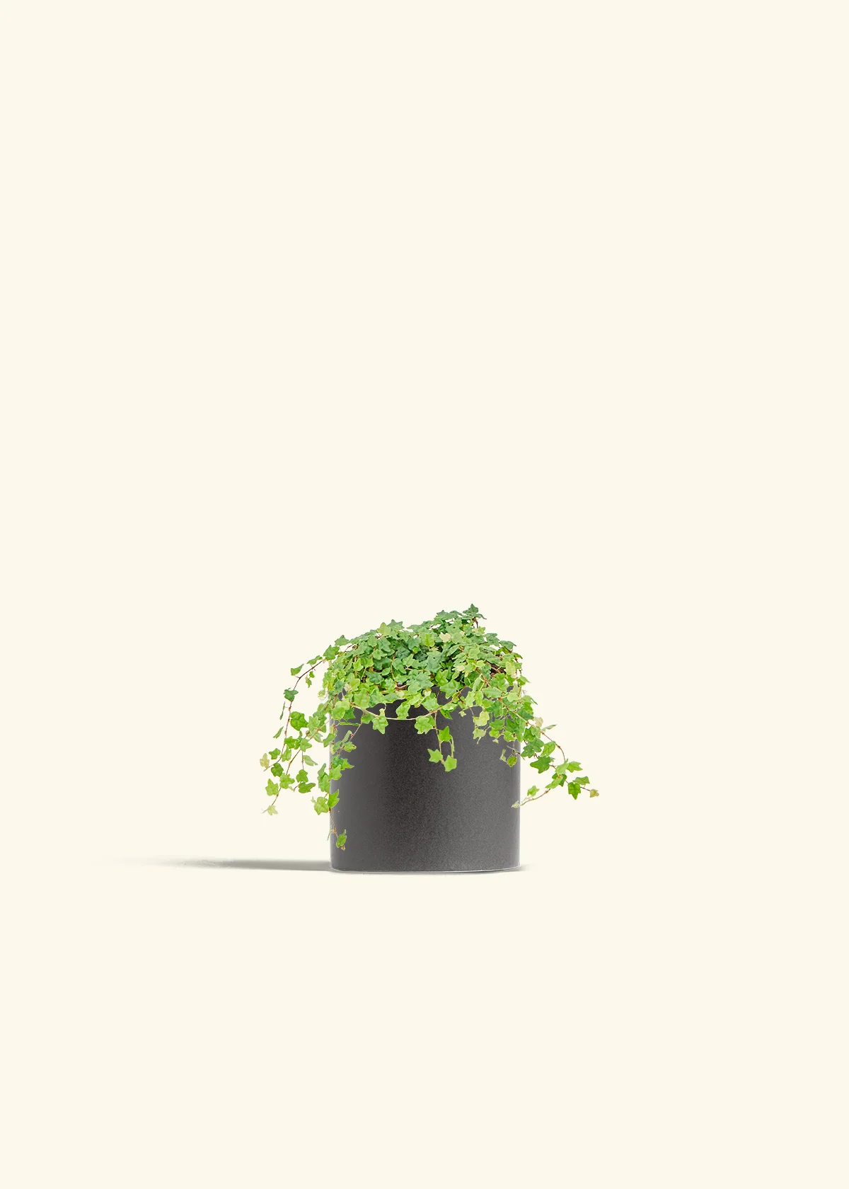 Mini Oakleaf Creeping Fig, Small - Image 6