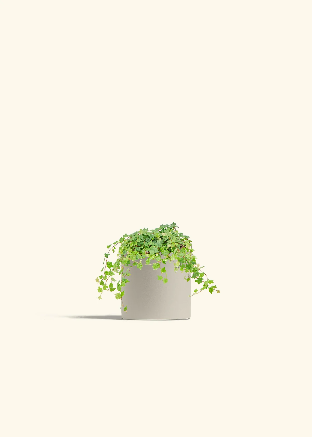 Mini Oakleaf Creeping Fig, Small - Image 7