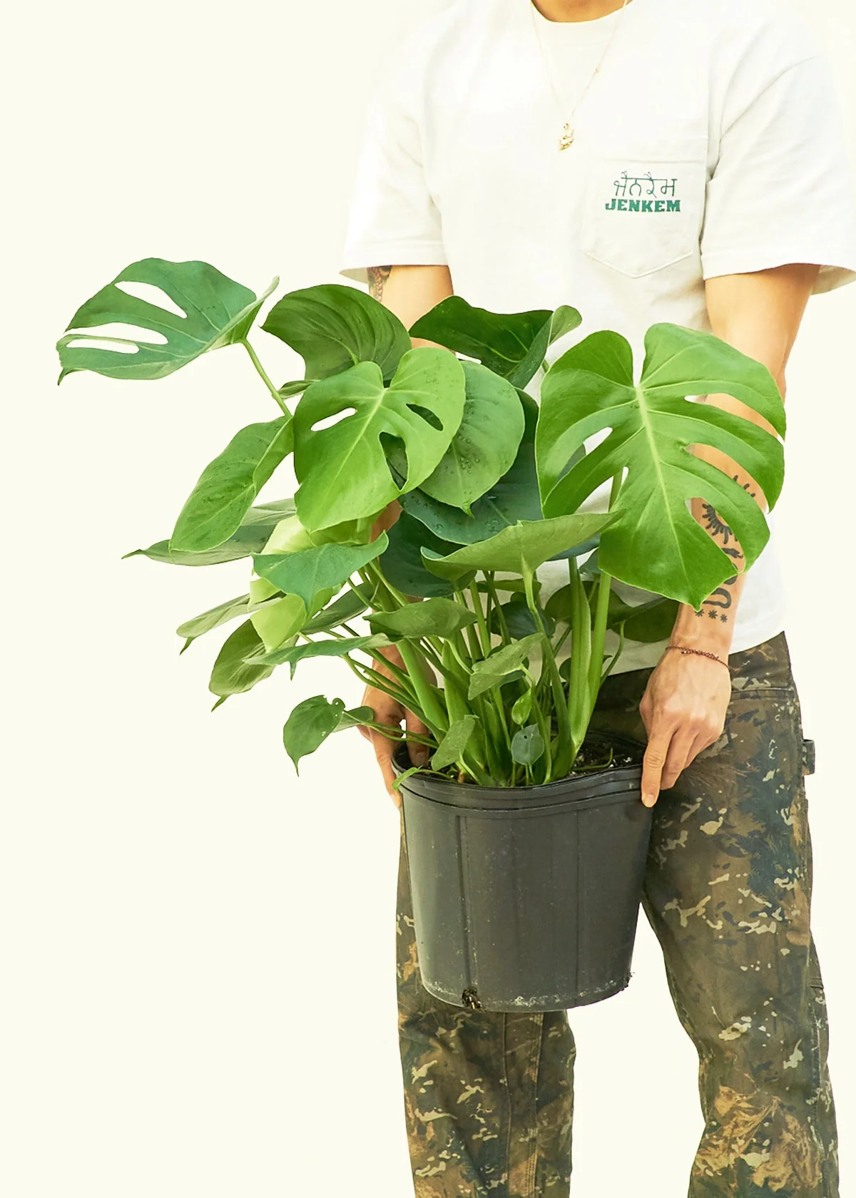 Monstera Swiss Cheese Plant, XL - Image 3