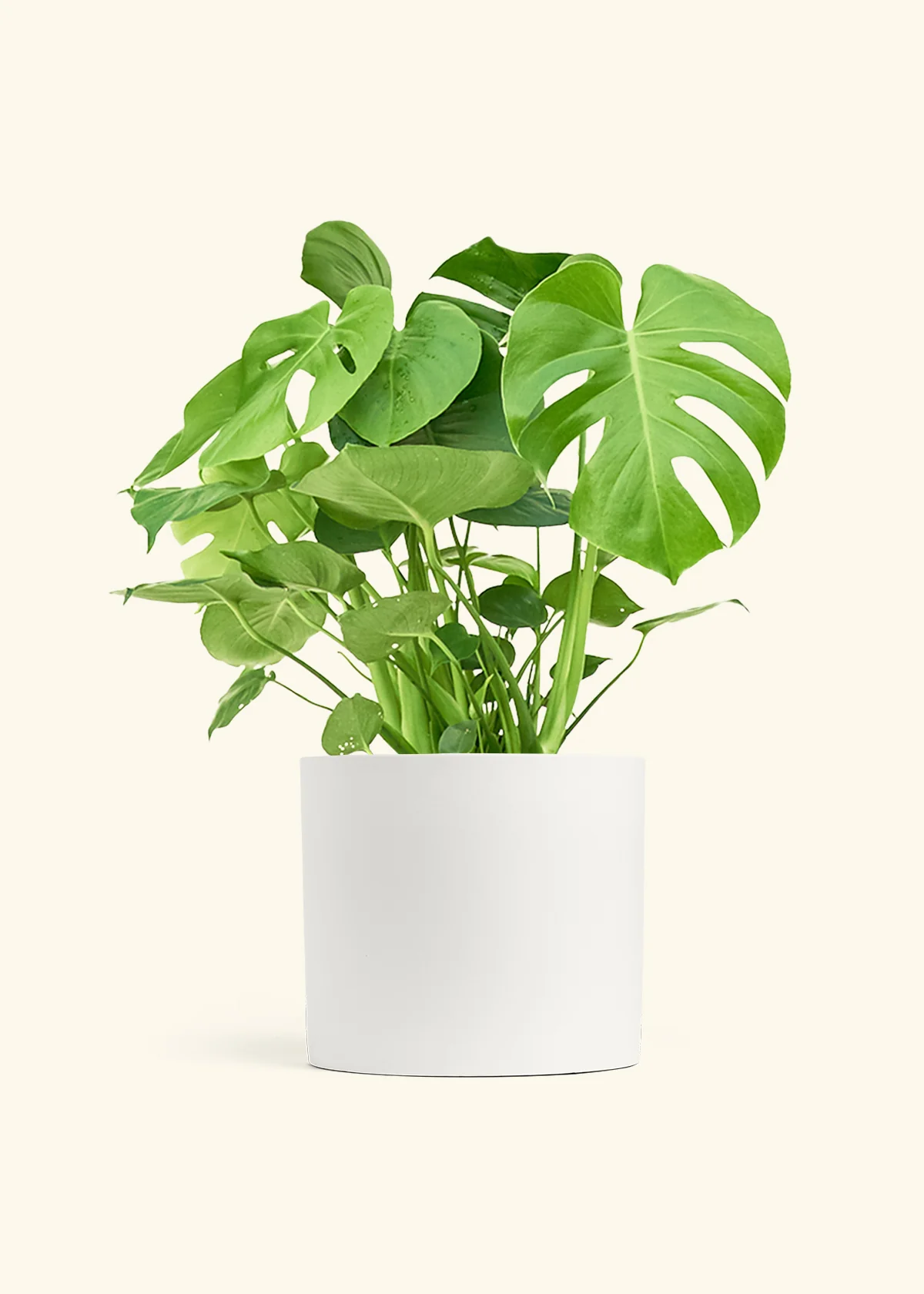 Monstera Swiss Cheese Plant, XL - Image 4