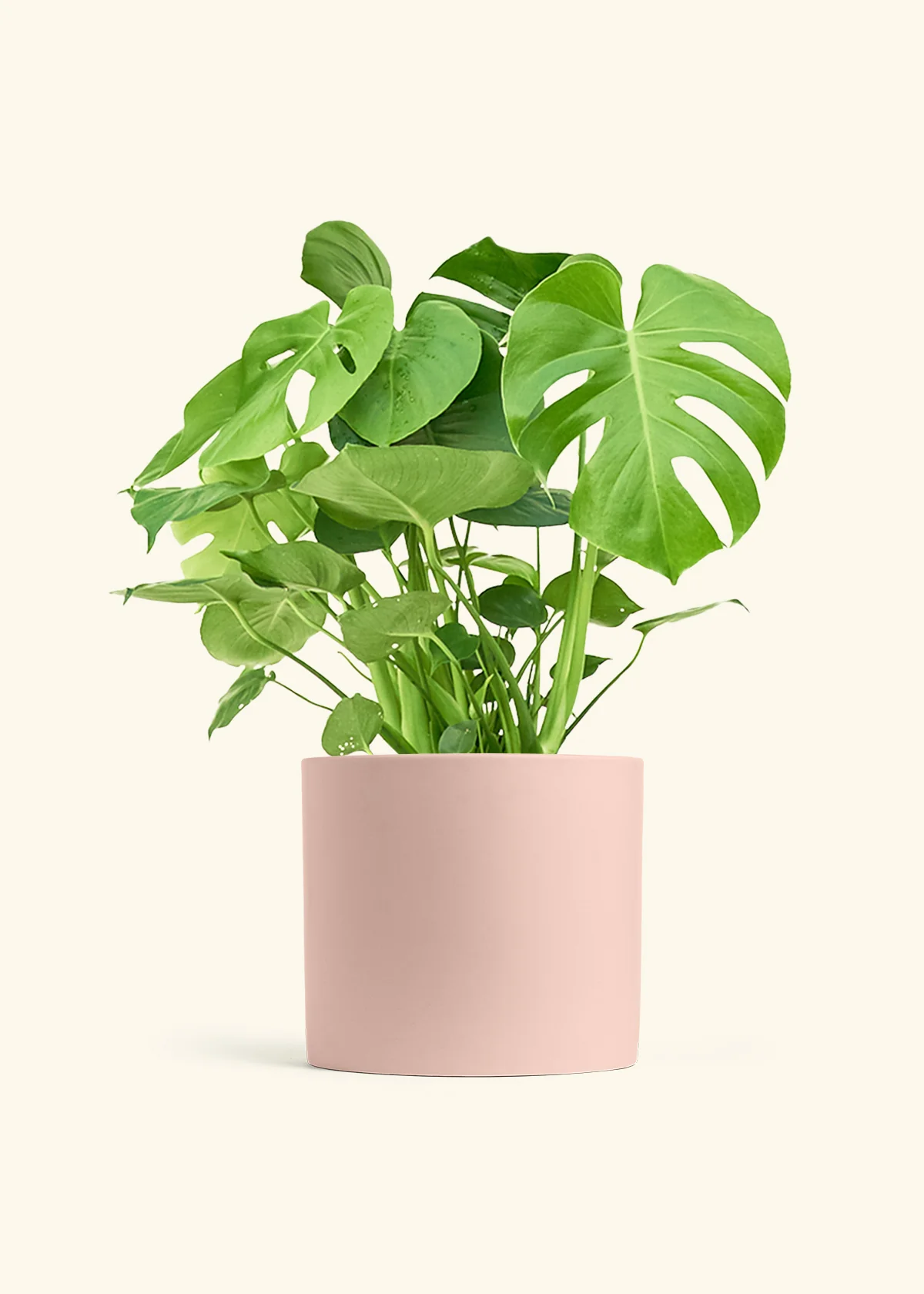 Monstera Swiss Cheese Plant, XL - Image 5