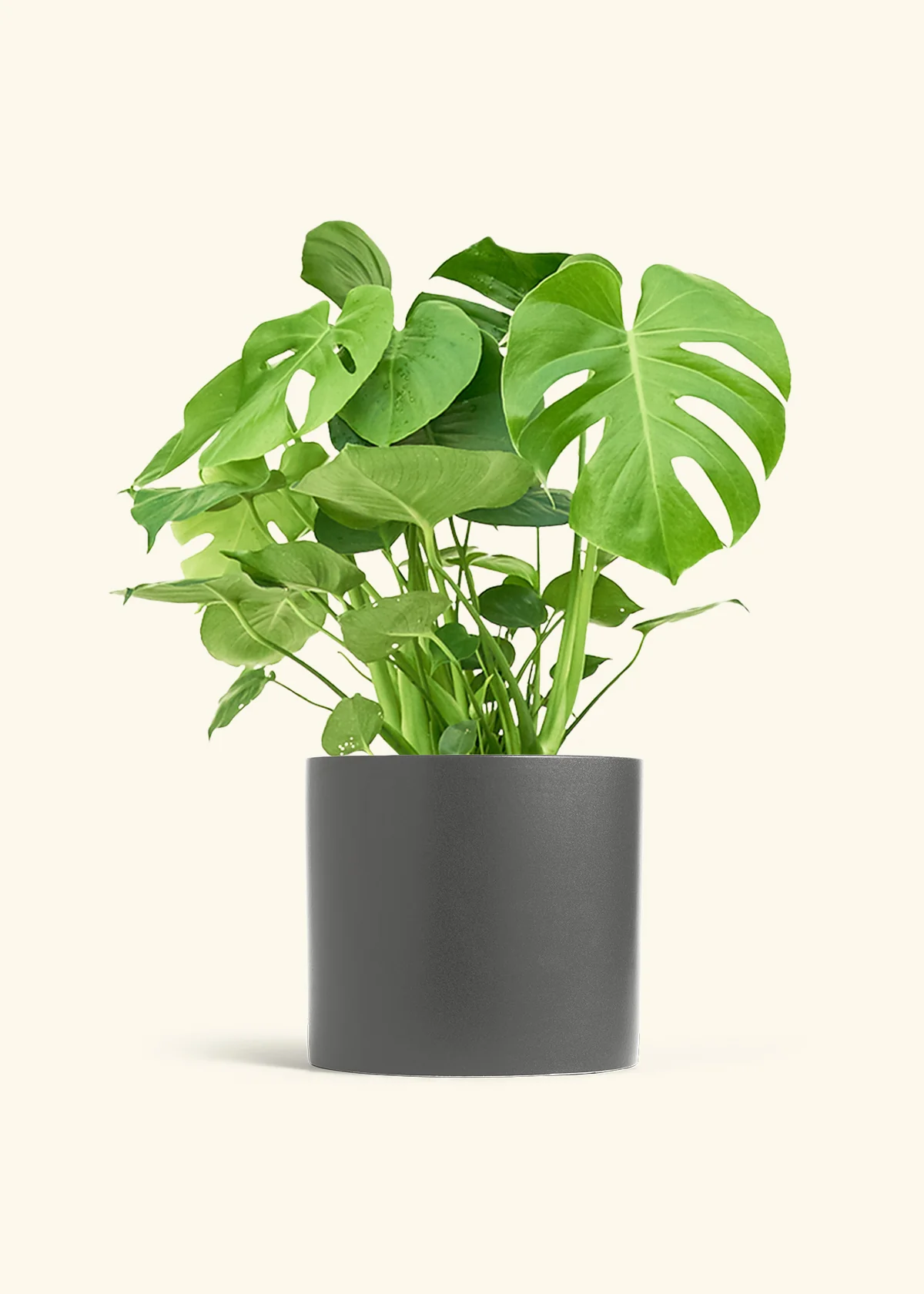 Monstera Swiss Cheese Plant, XL - Image 6