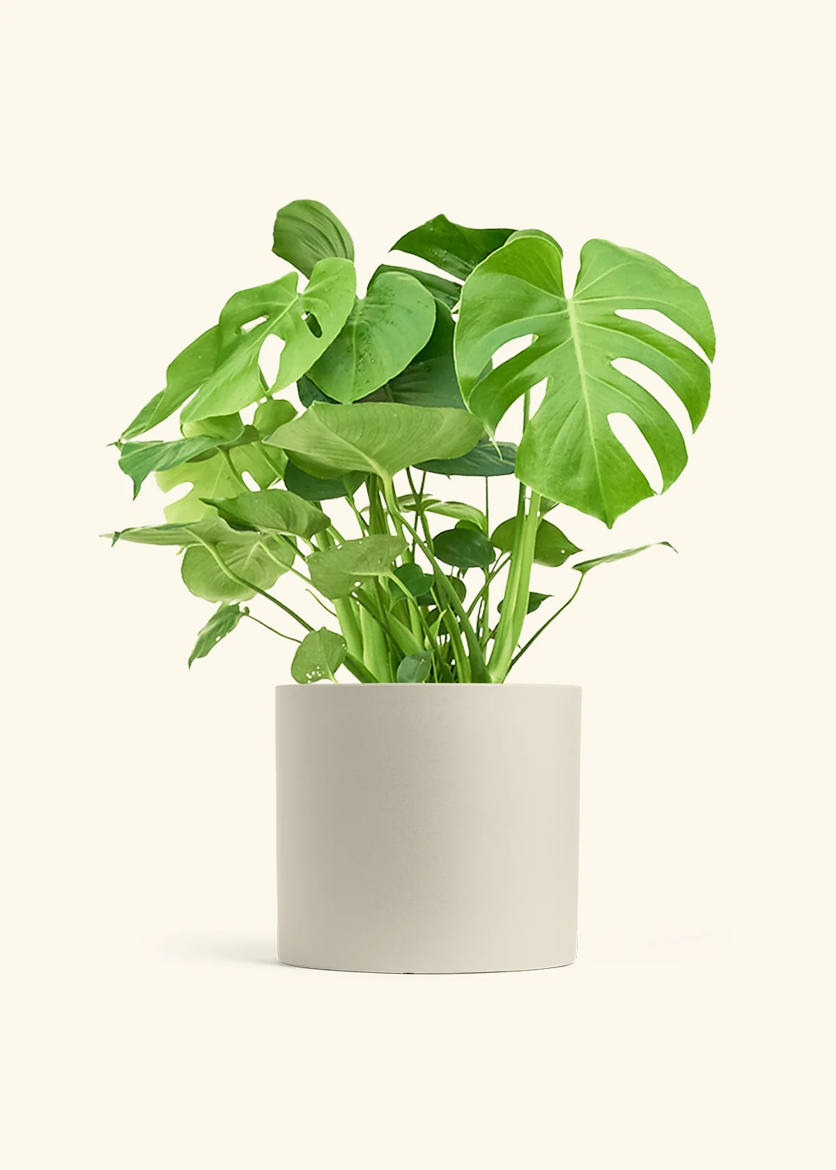 Monstera Swiss Cheese Plant, XL - Image 7