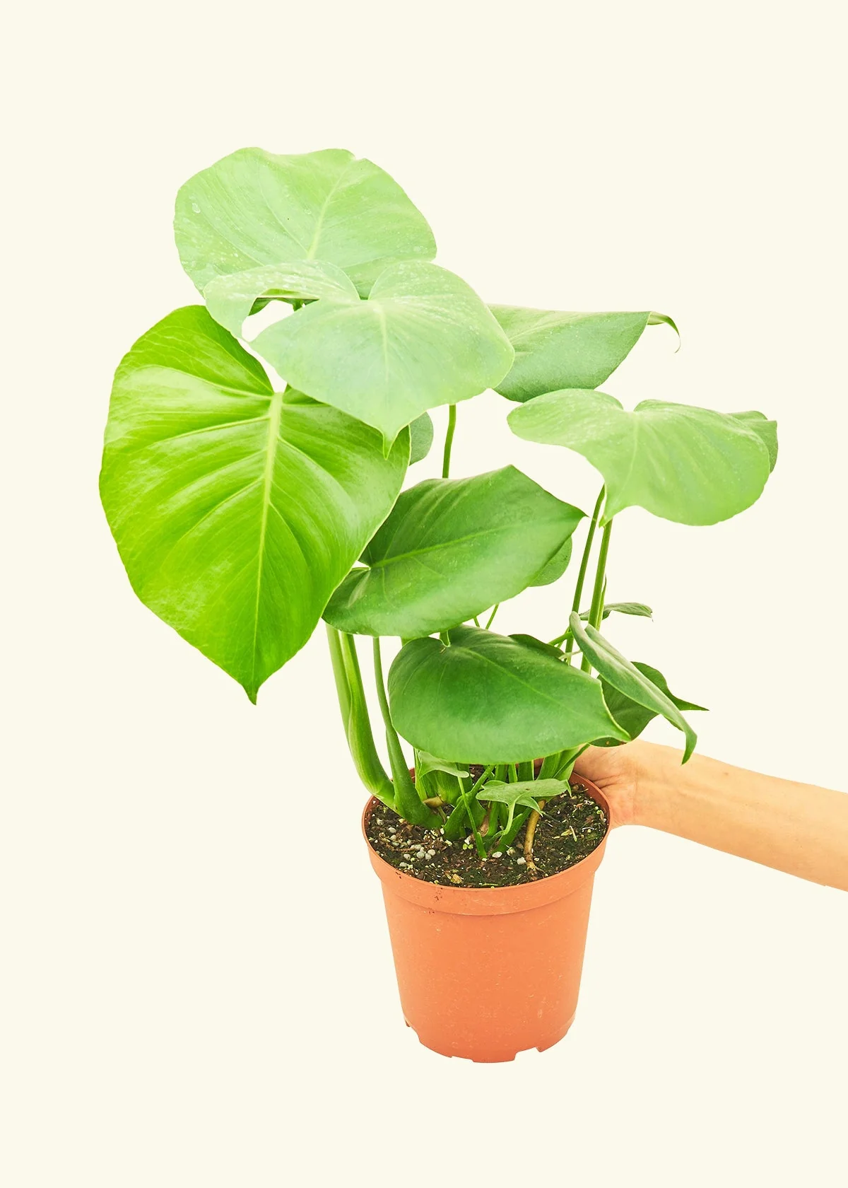 Monstera Swiss Cheese Plant, Medium - Image 3