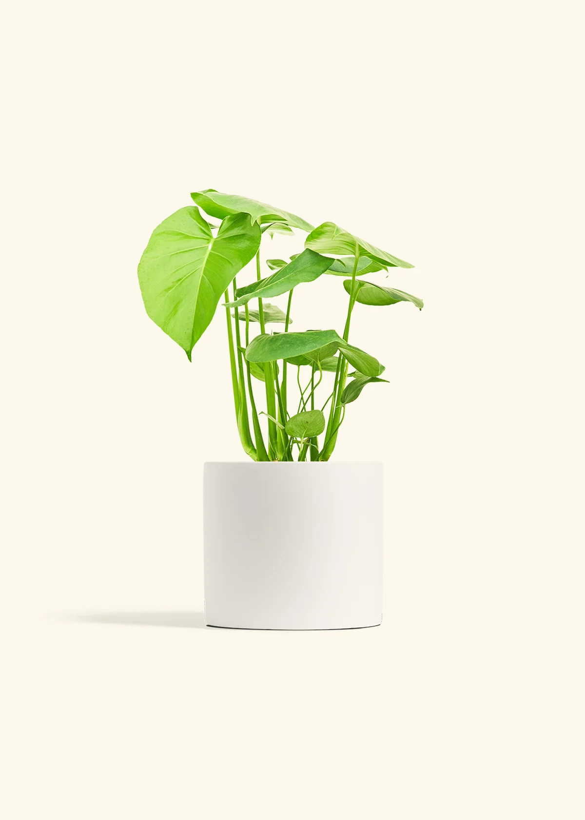 Monstera Swiss Cheese Plant, Medium - Image 4