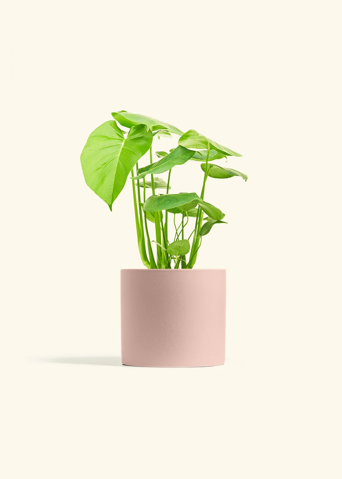 Monstera Swiss Cheese Plant, Medium - Image 5