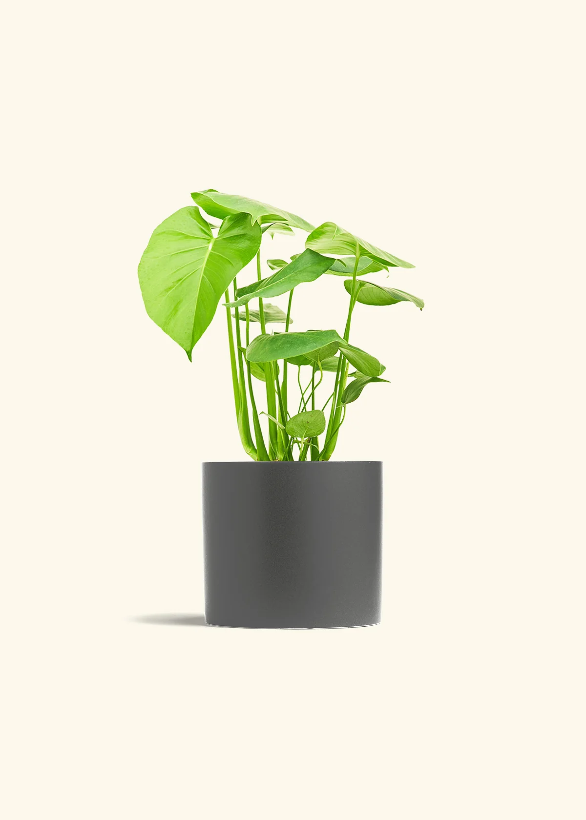 Monstera Swiss Cheese Plant, Medium - Image 6