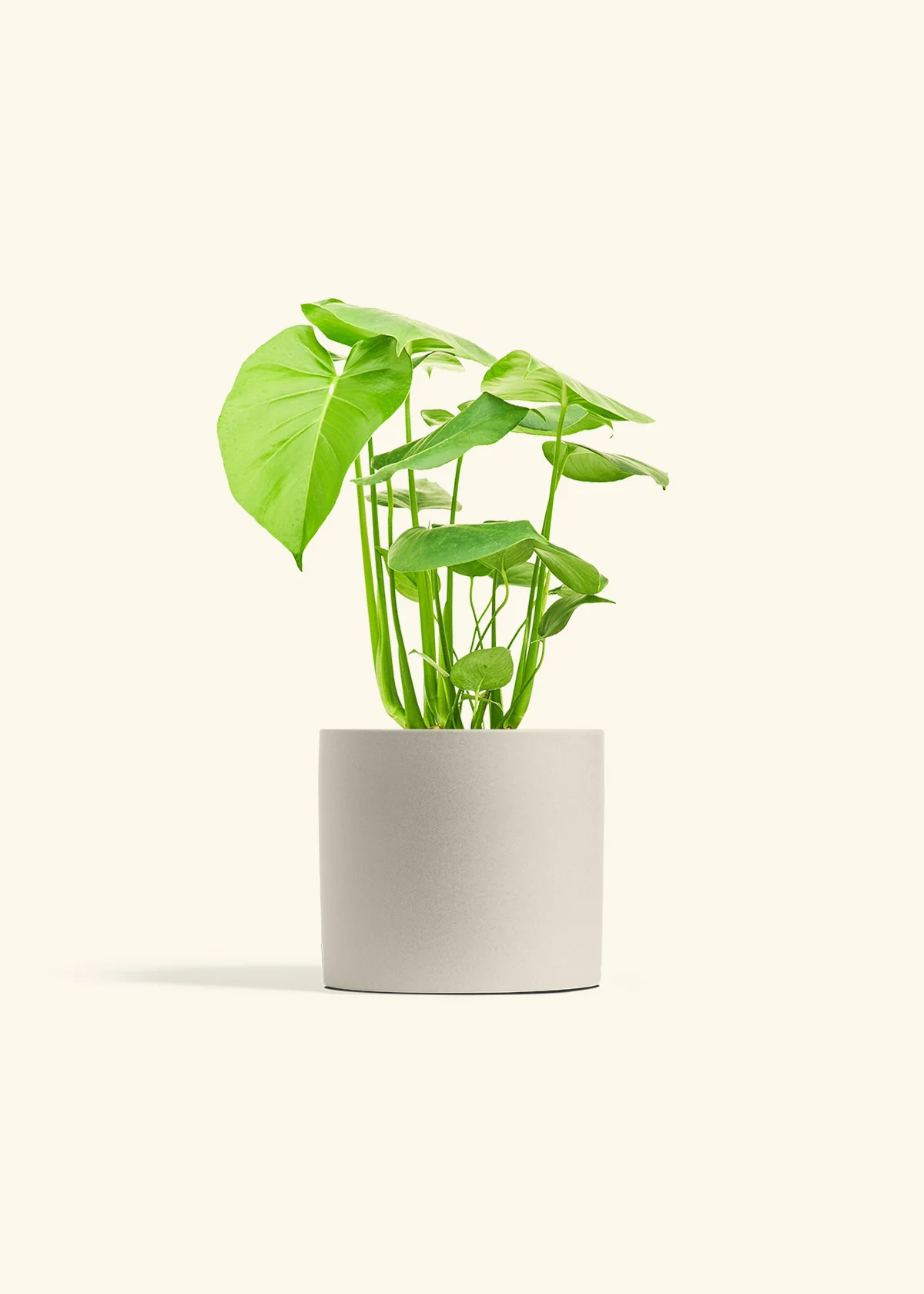 Monstera Swiss Cheese Plant, Medium - Image 7