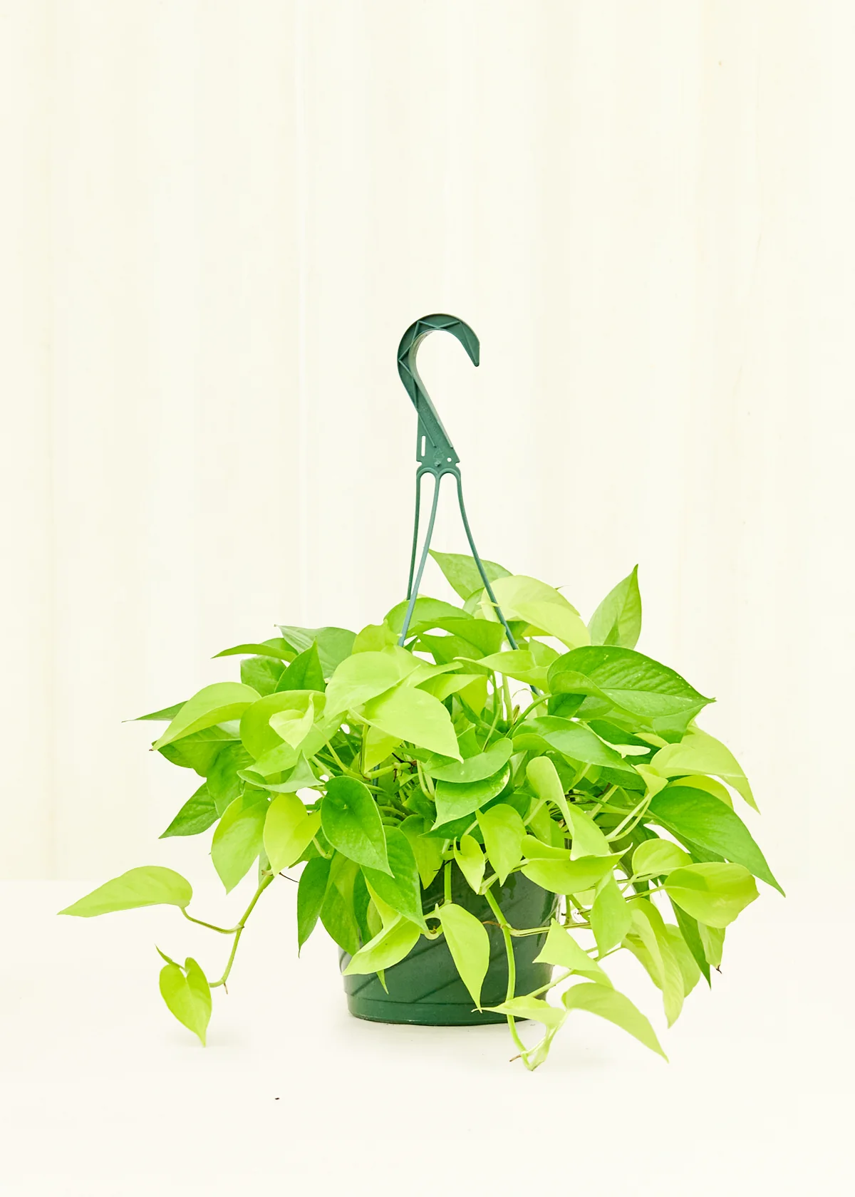 Neon Pothos, Large