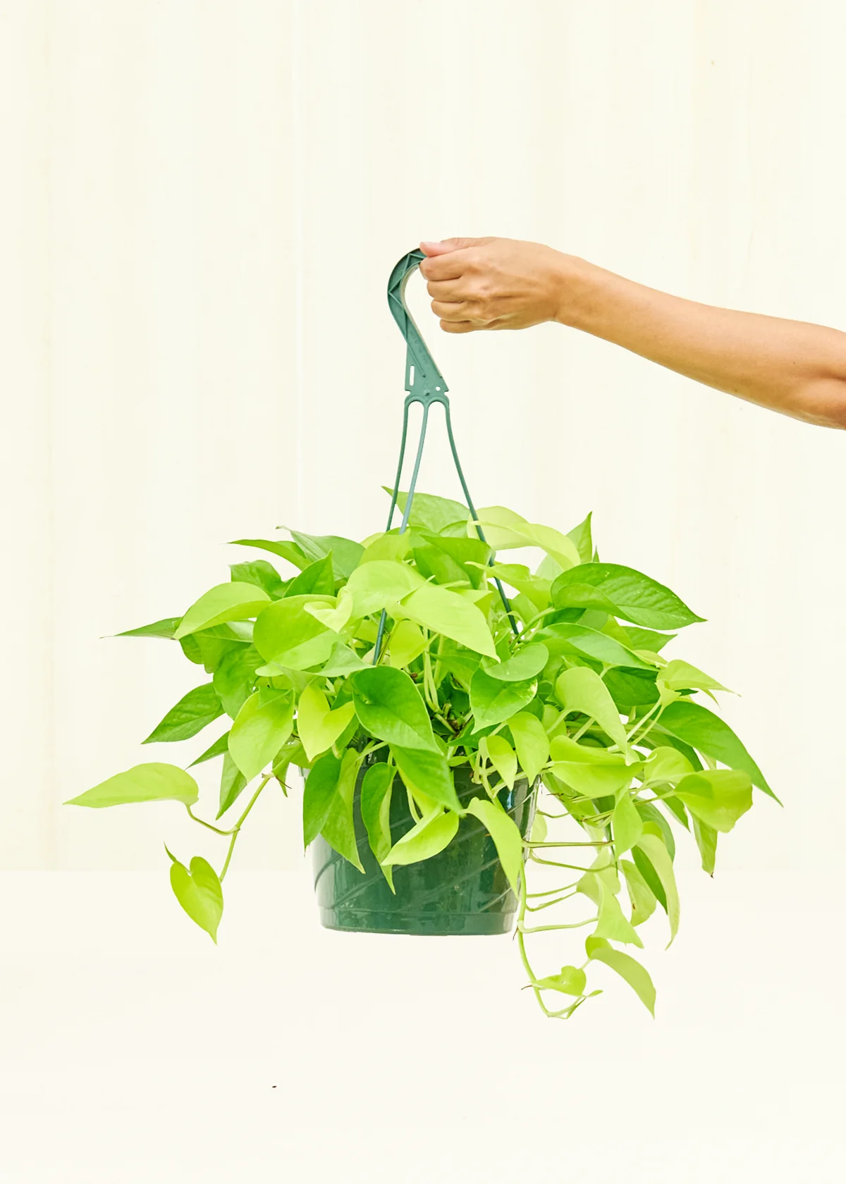 Neon Pothos, Large - Image 2